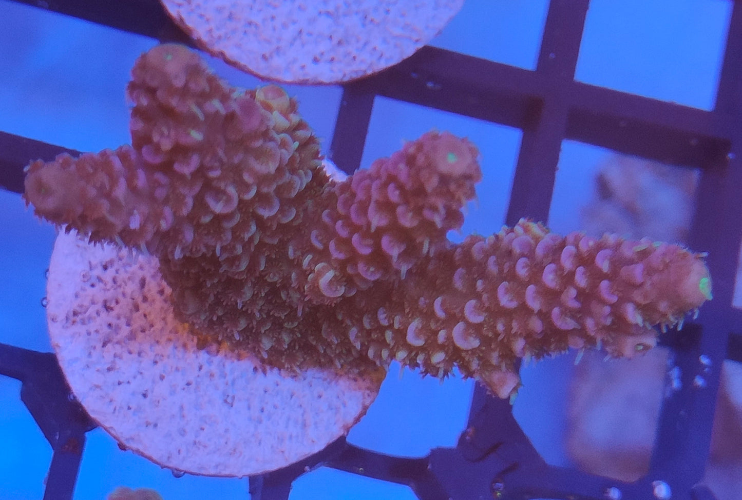 Acropora Fiji WYSIWYG A31