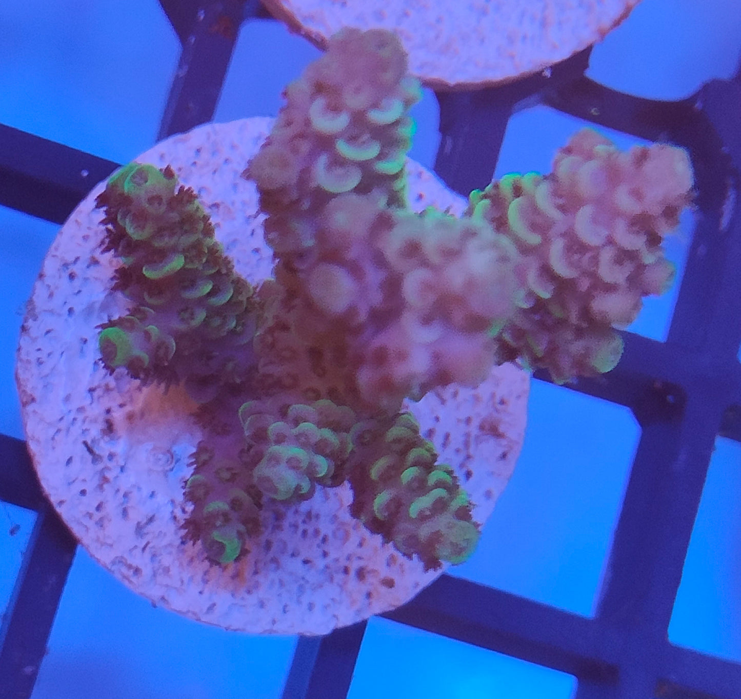 Acropora Fiji WYSIWYG A32