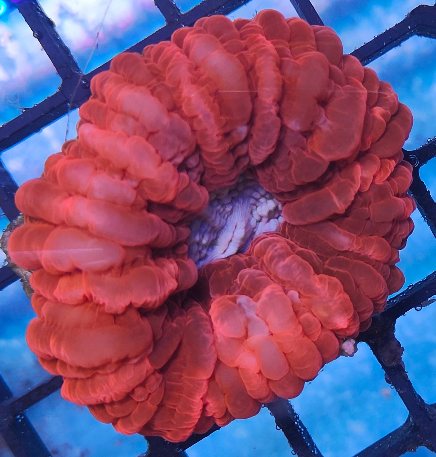 cynarina rouge ultra WYSIWYG C1