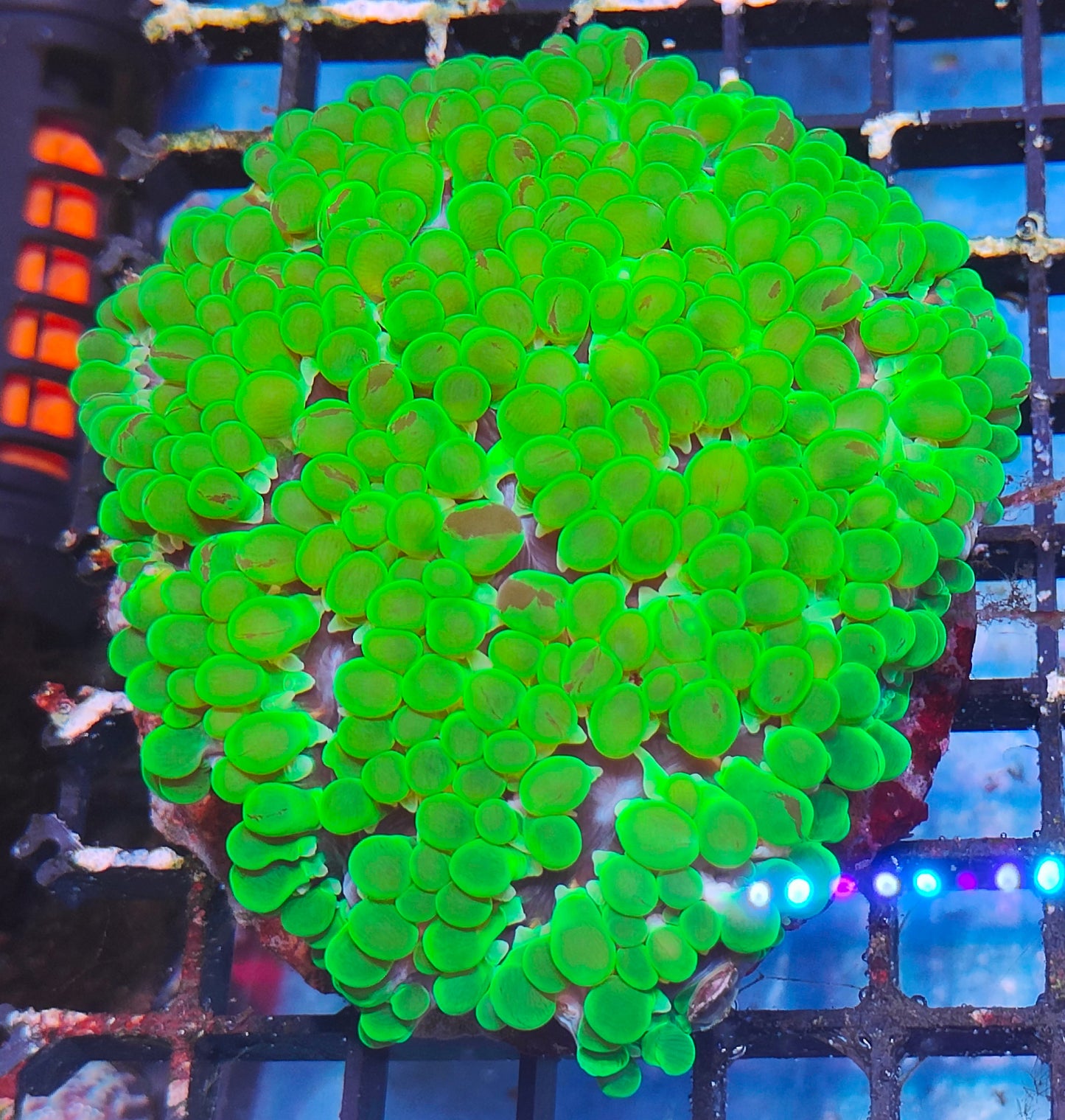 Plerogyra ultra WYSIWYG P1