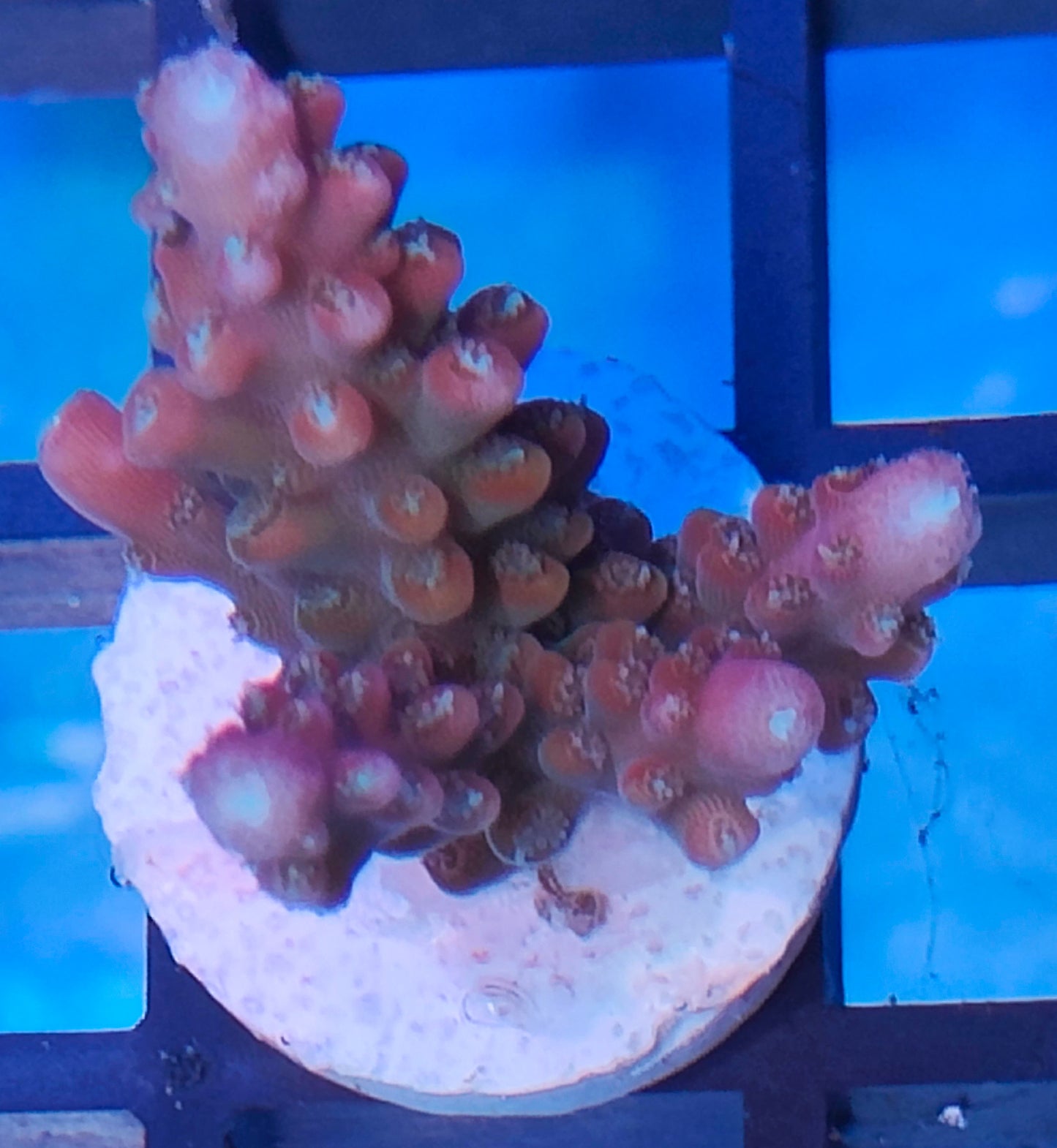 Acropora indo WYSIWYG A21
