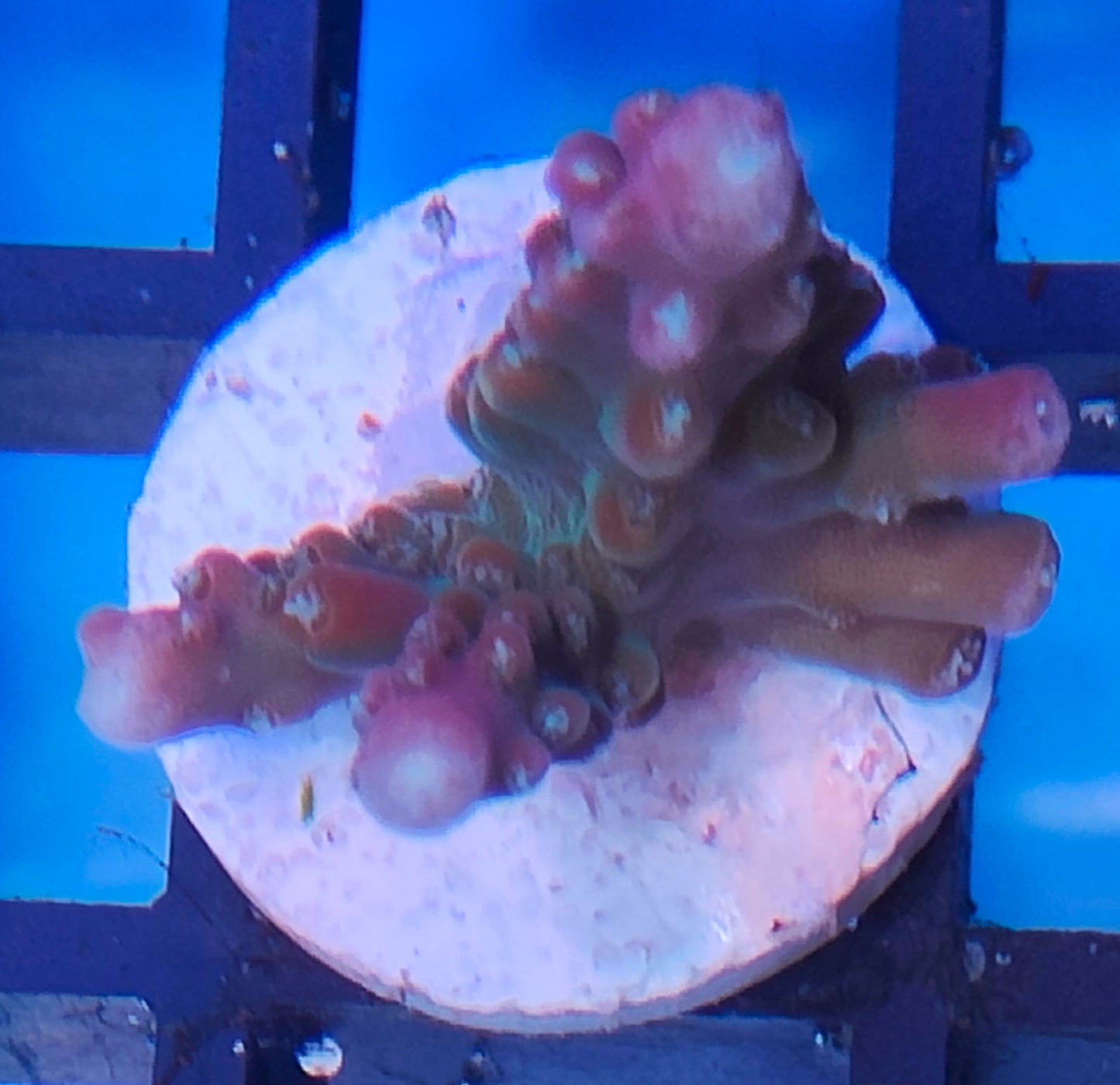 Acropora indo WYSIWYG A20