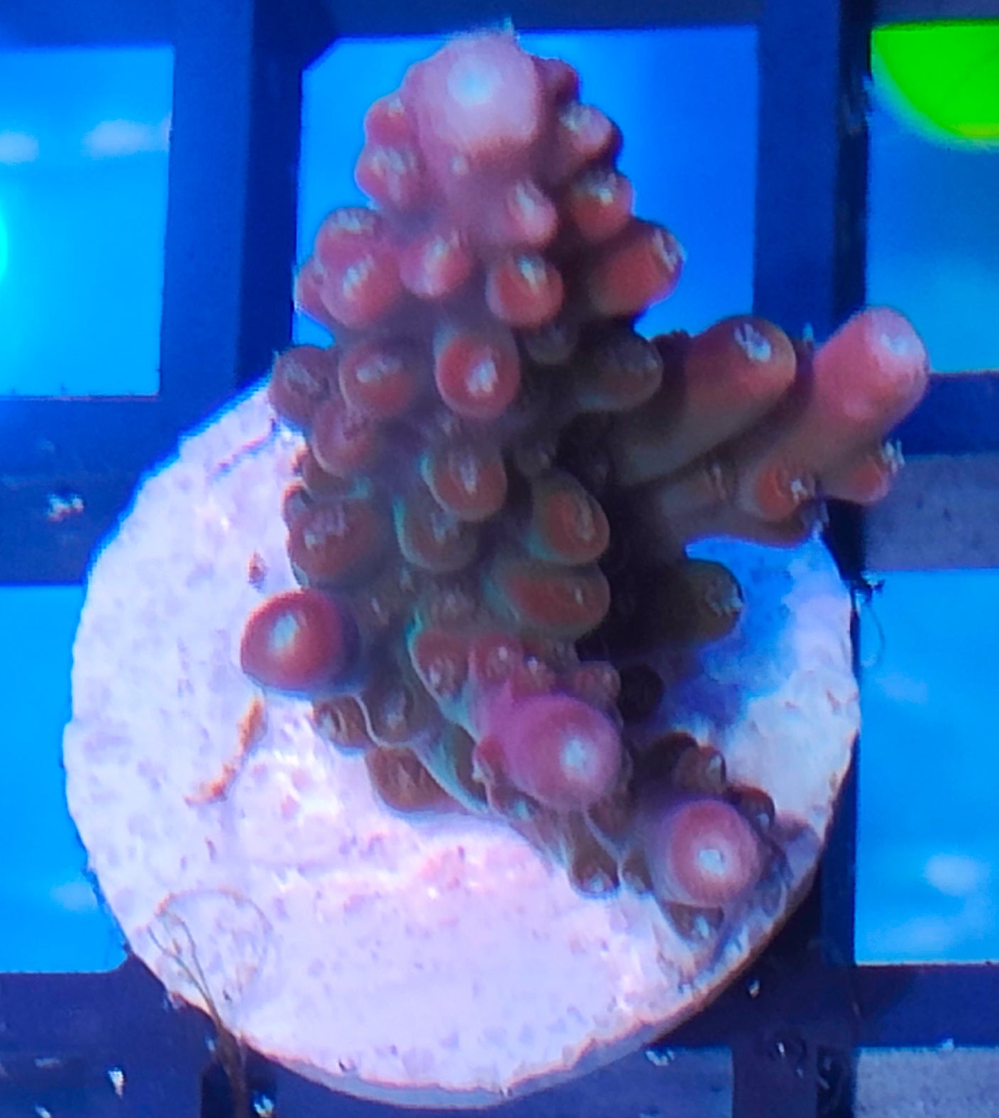 Acropora indo WYSIWYG A22