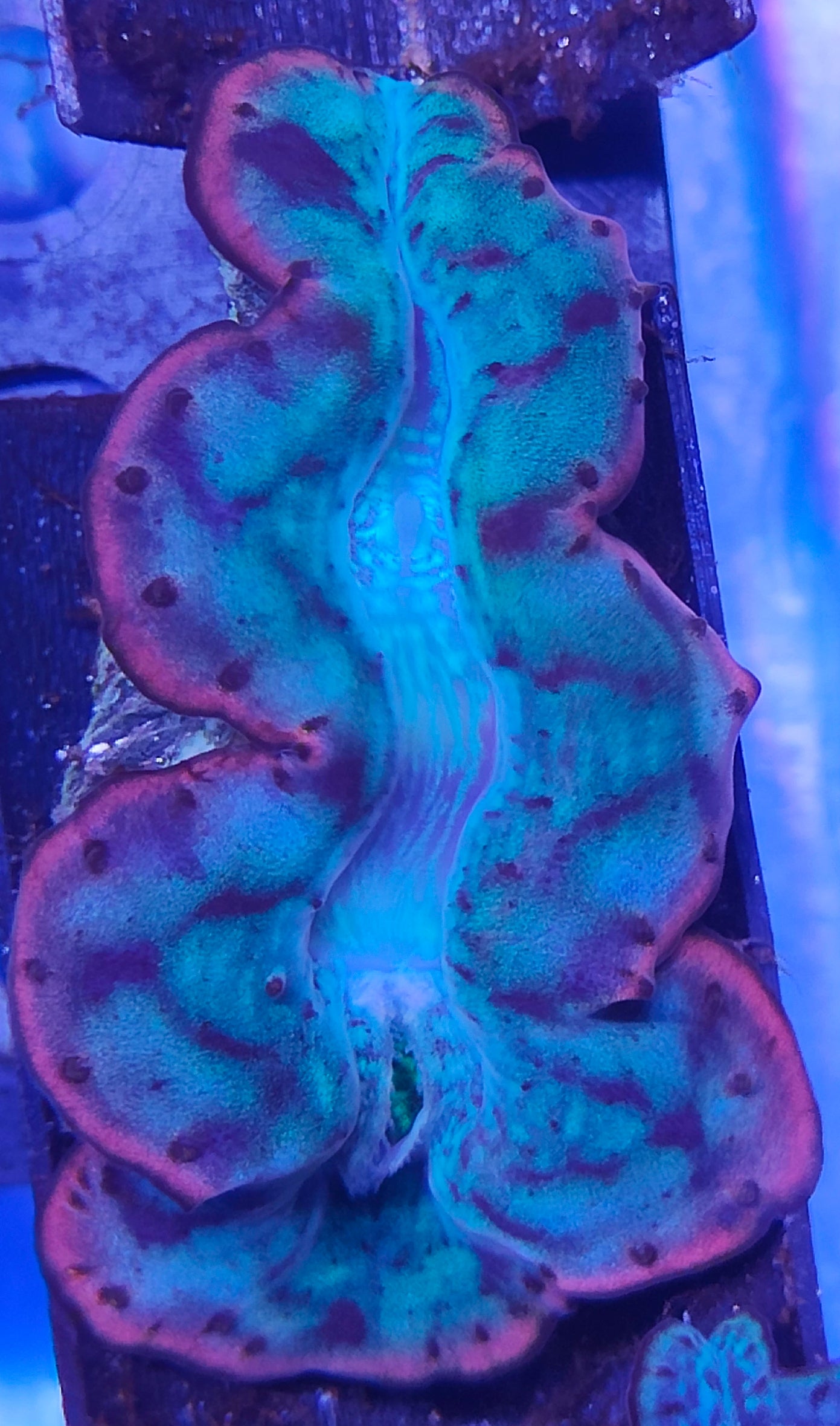 Tridacna Maxima 5-7cm WYSIWYG B1