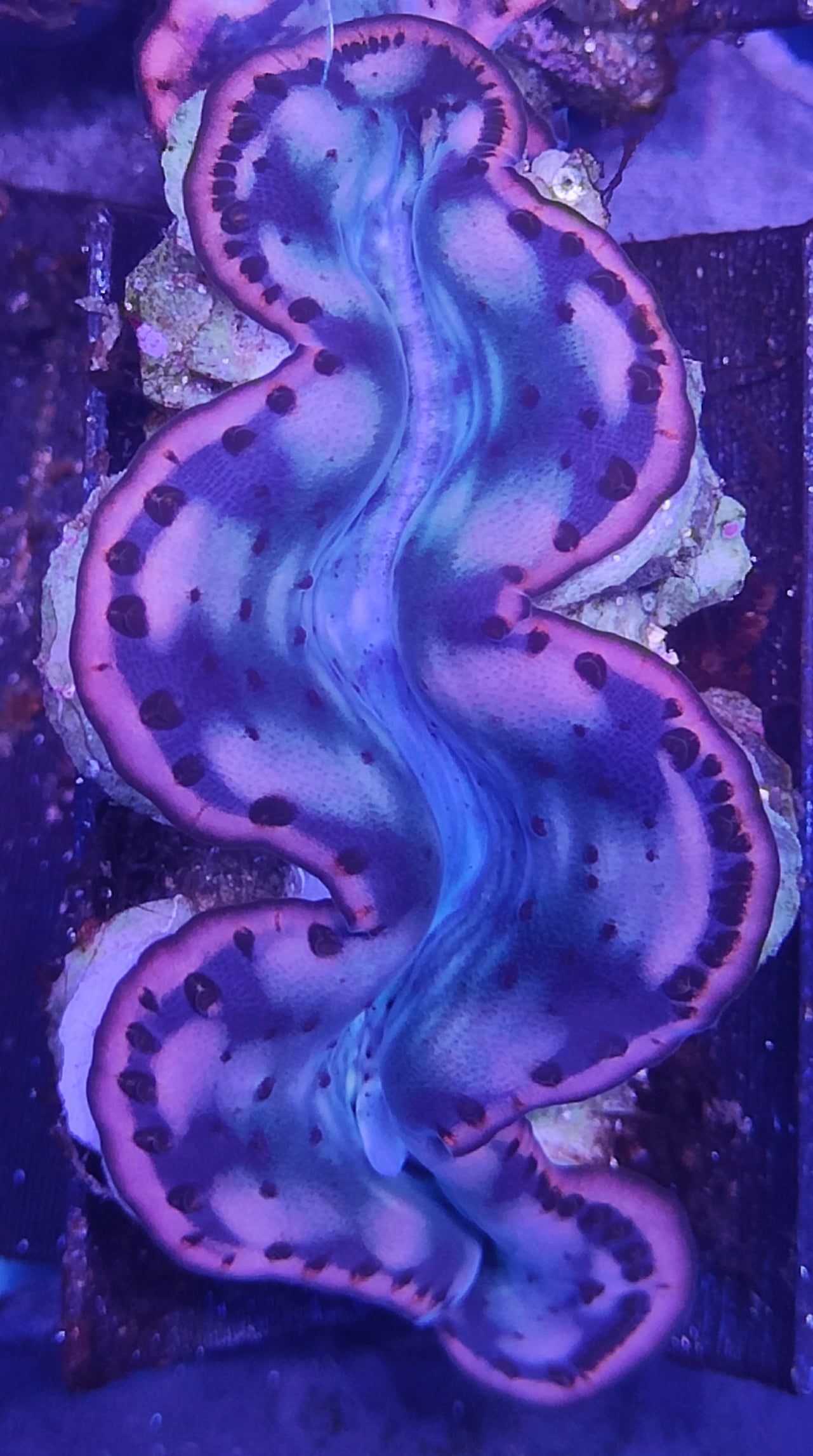 Tridacna Maxima 5-7cm WYSIWYG B2