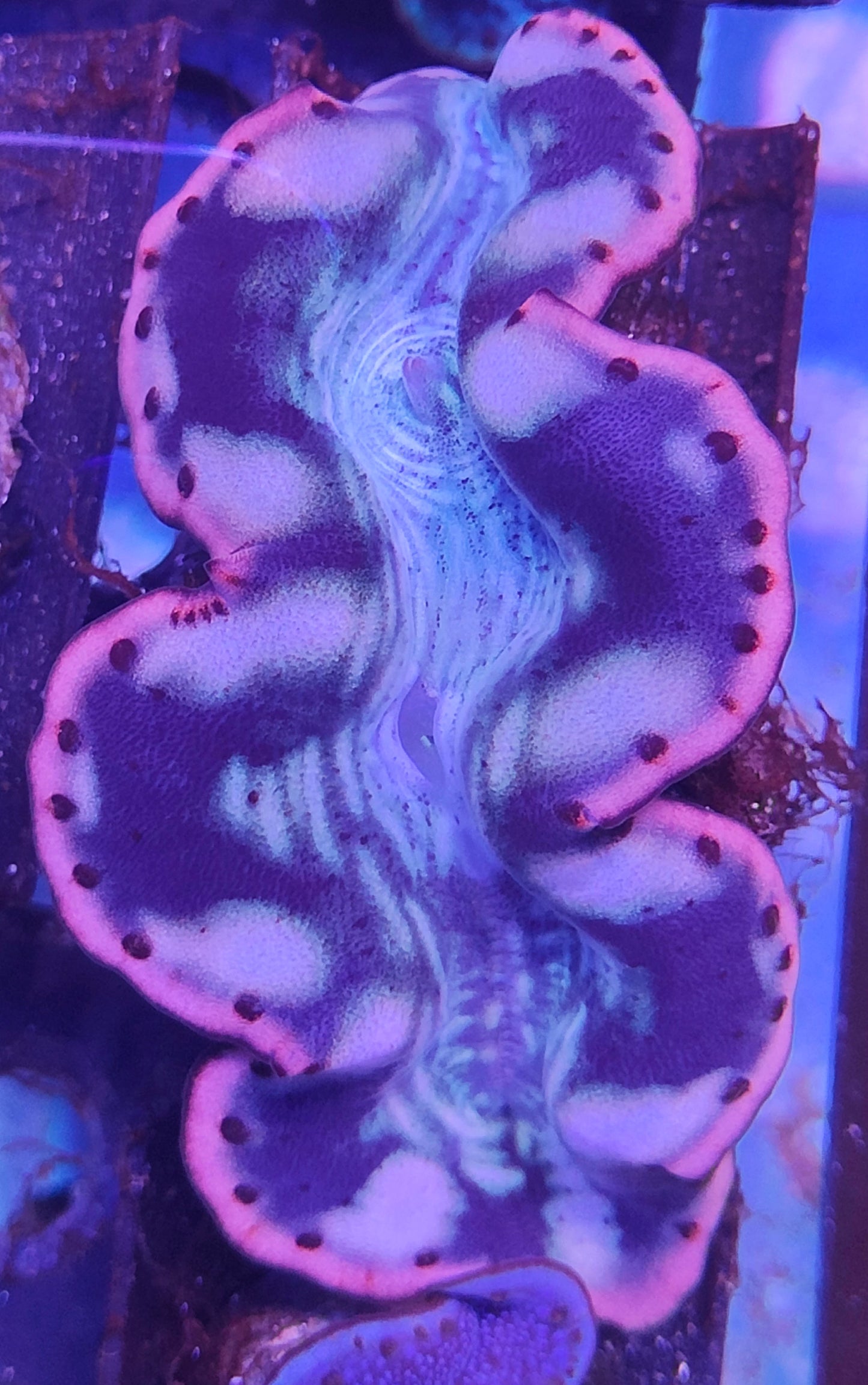 Tridacna Maxima 5-7cm WYSIWYG B3