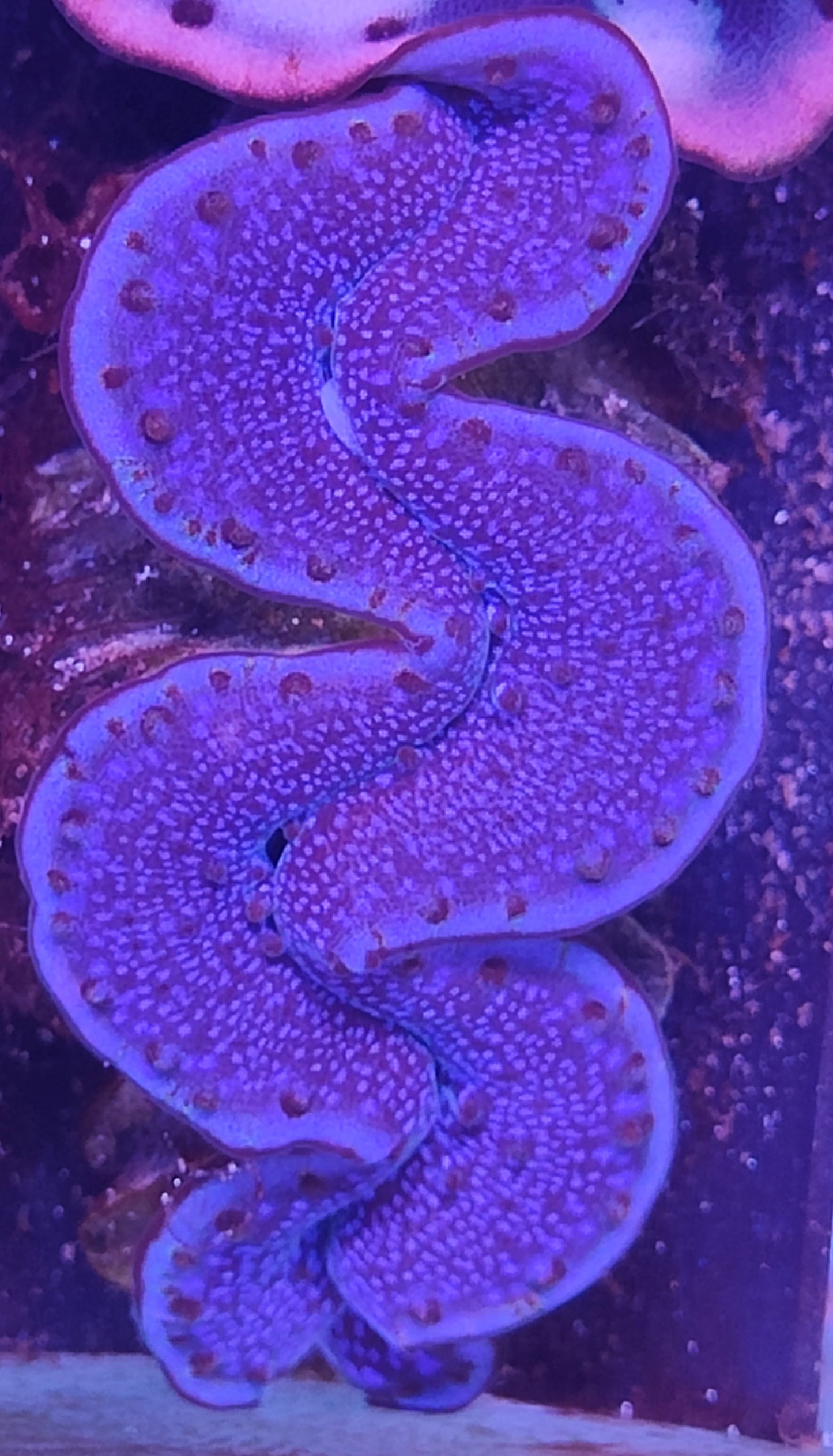 Tridacna Maxima 5-7cm WYSIWYG B4