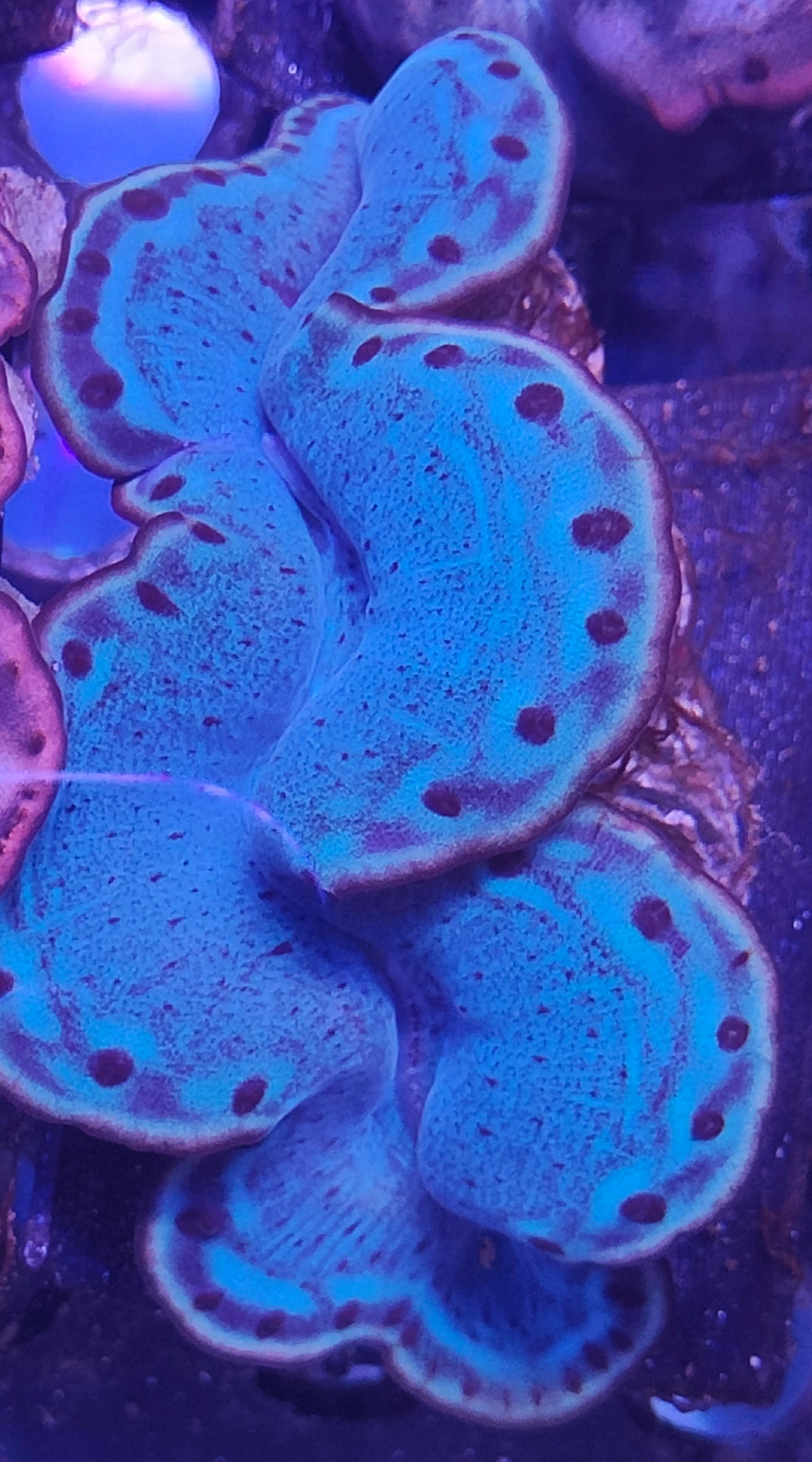 Tridacna Maxima 5-7cm WYSIWYG B6