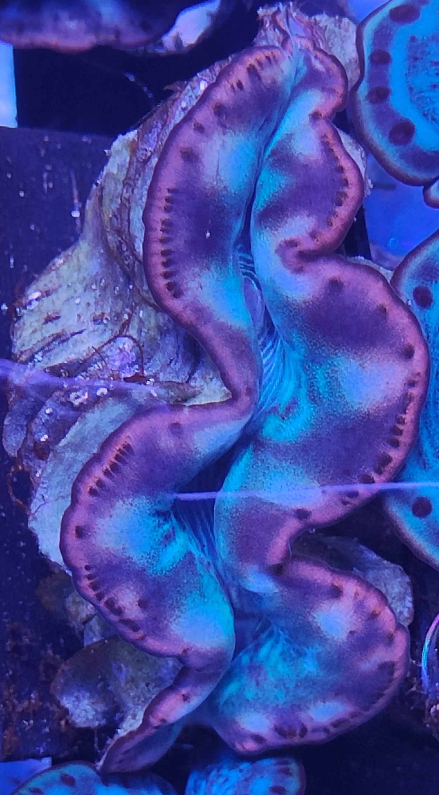 Tridacna Maxima 5-7cm WYSIWYG B7