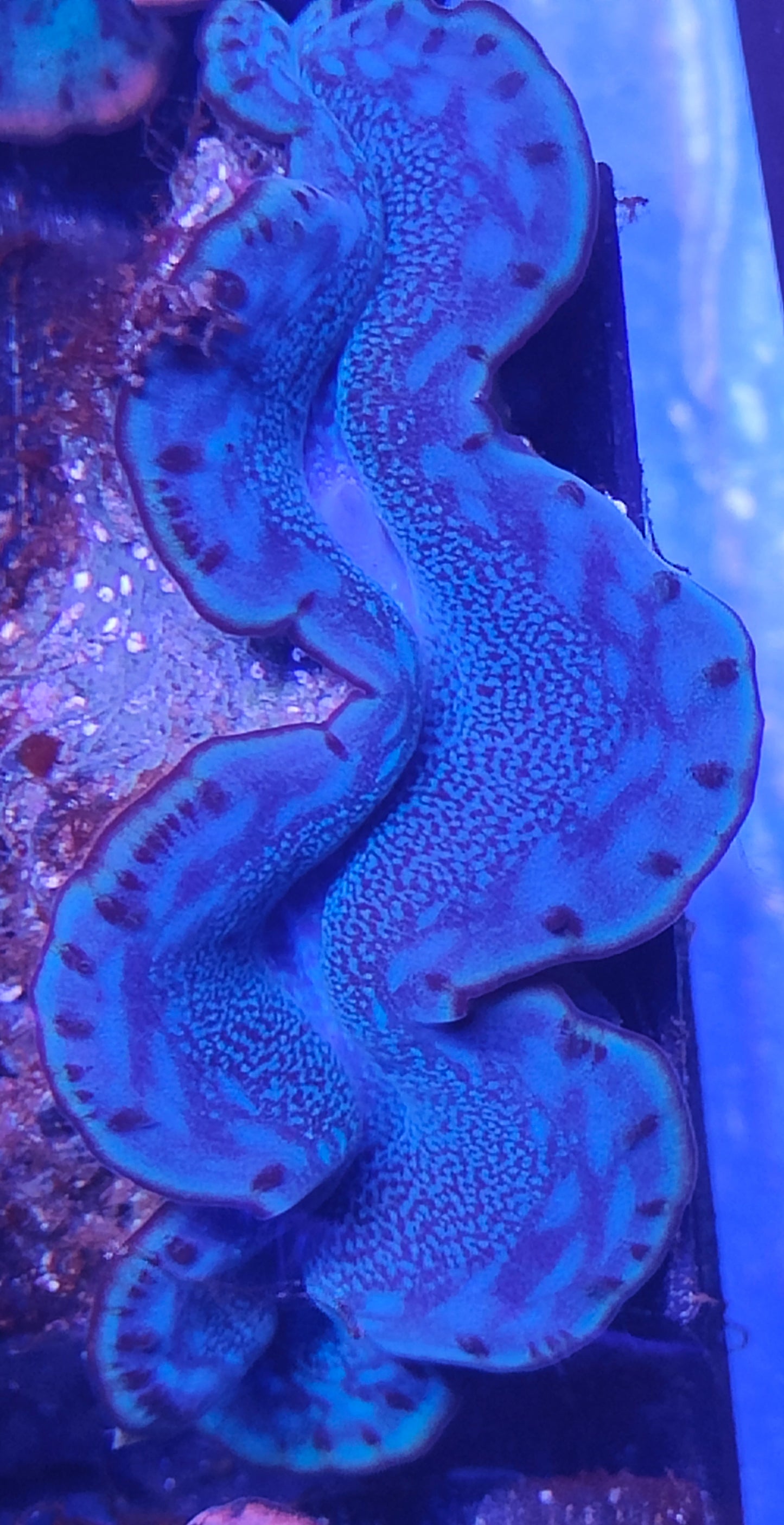 Tridacna Maxima 5-7cm WYSIWYG B8