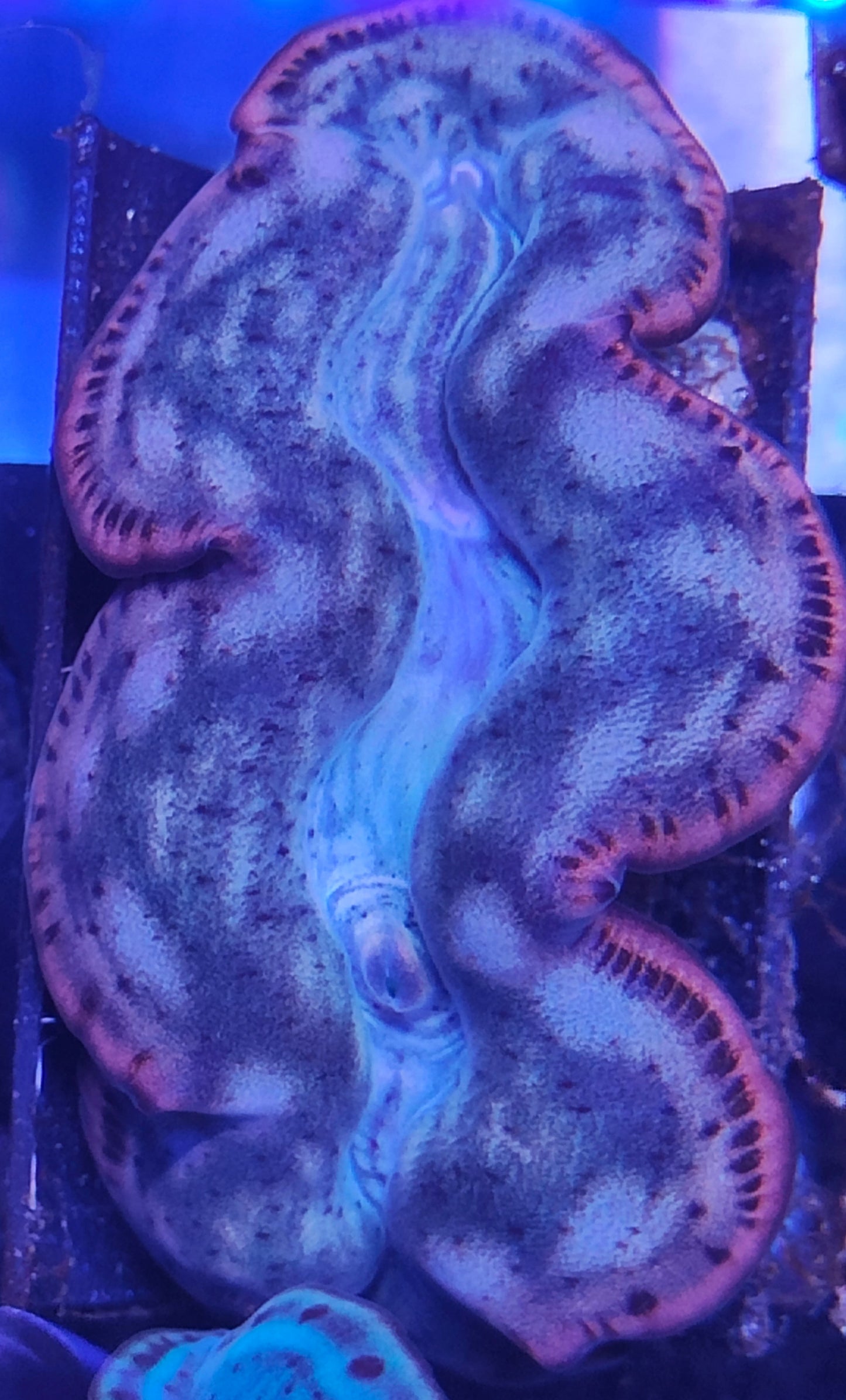 Tridacna Maxima 5-7cm WYSIWYG B9