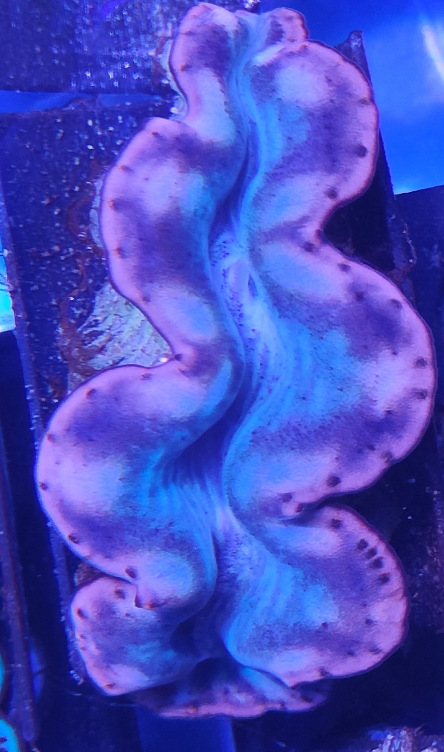 Tridacna Maxima 5-7cm WYSIWYG B10