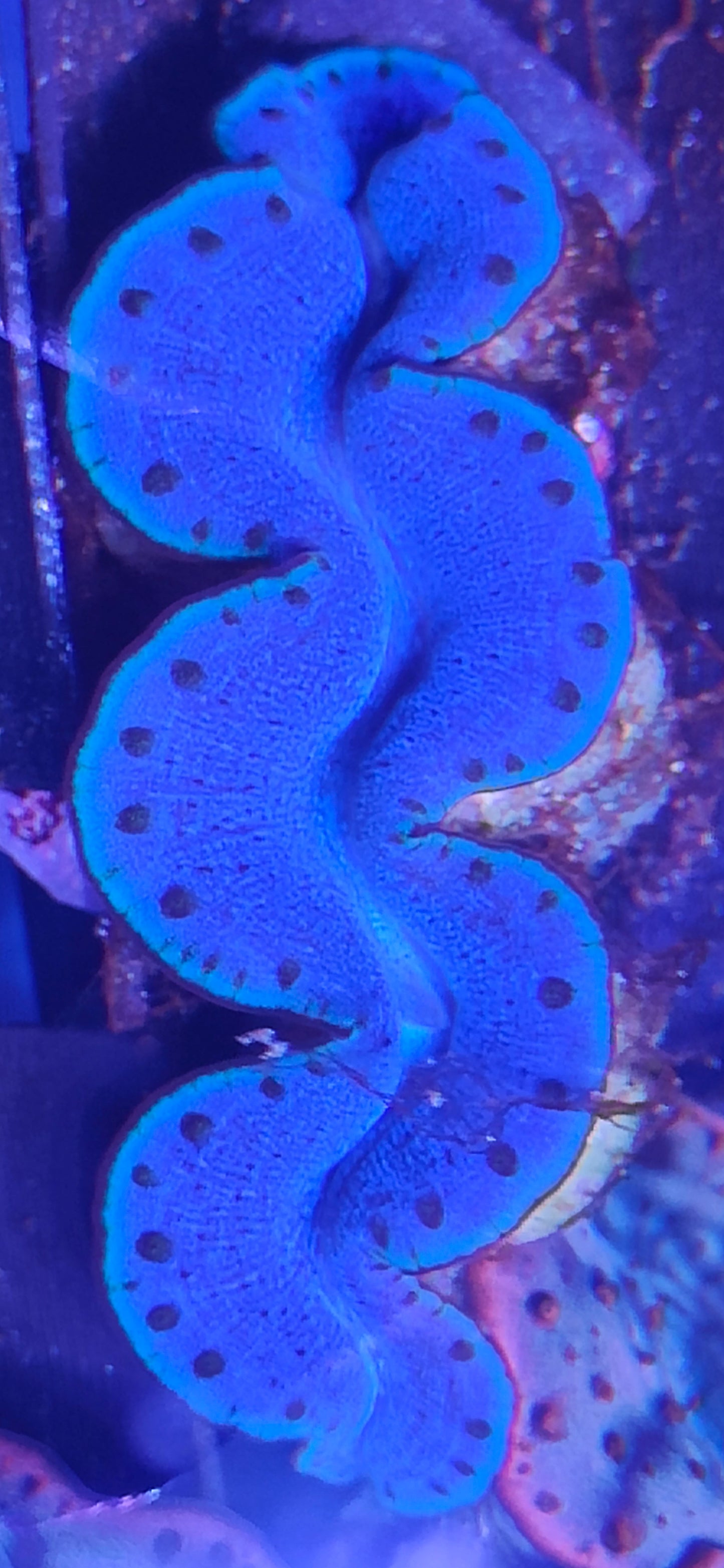 Tridacna Maxima 5-7cm WYSIWYG B11