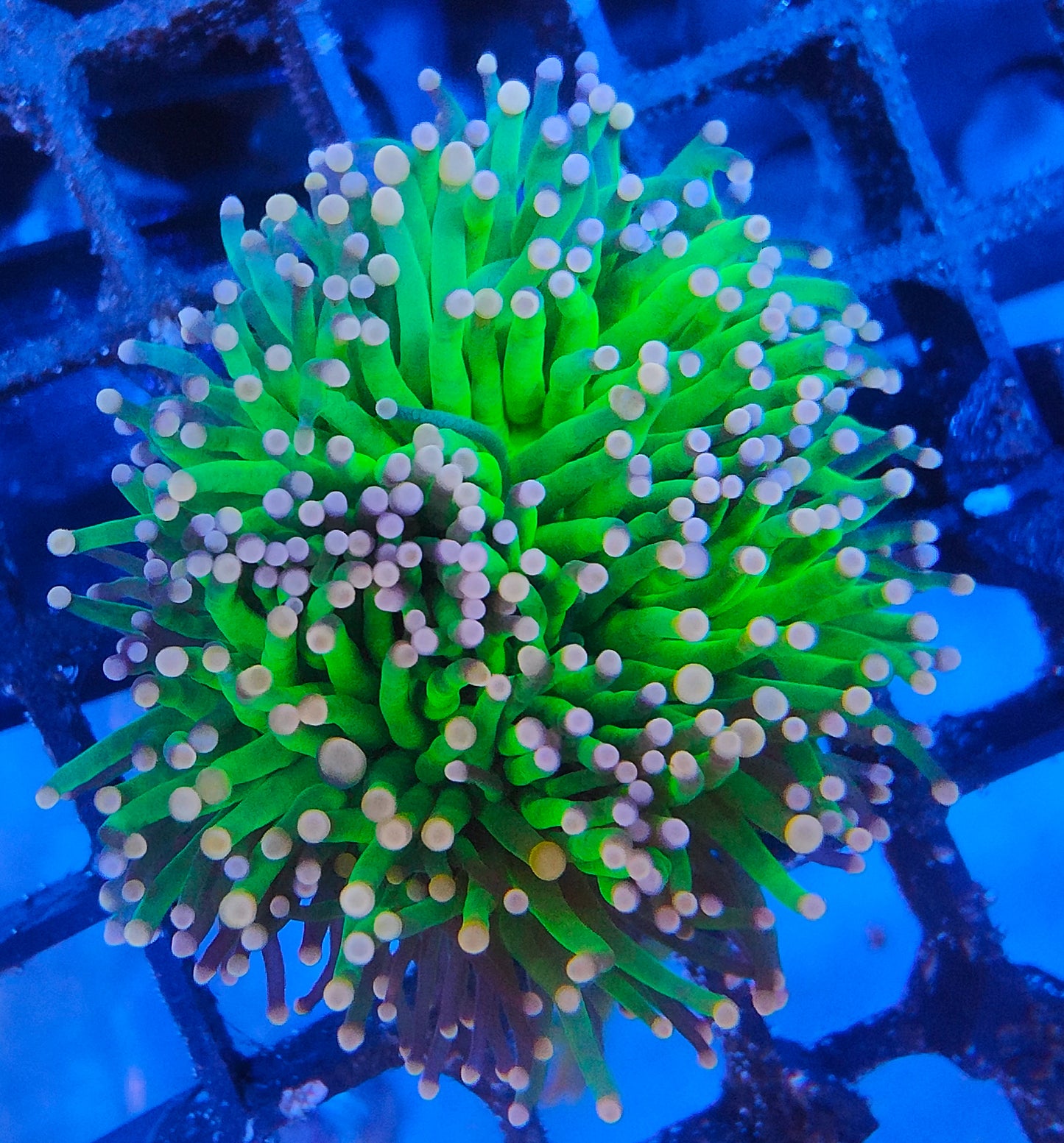 euphyllia glabrescens WYSIWYG E1