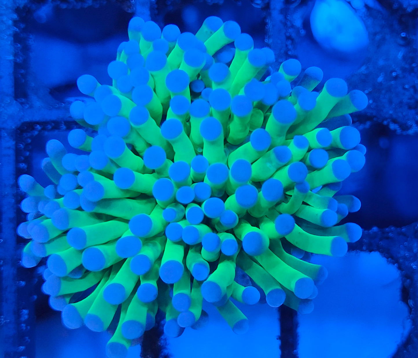 euphyllia glabrescens WYSIWYG E2