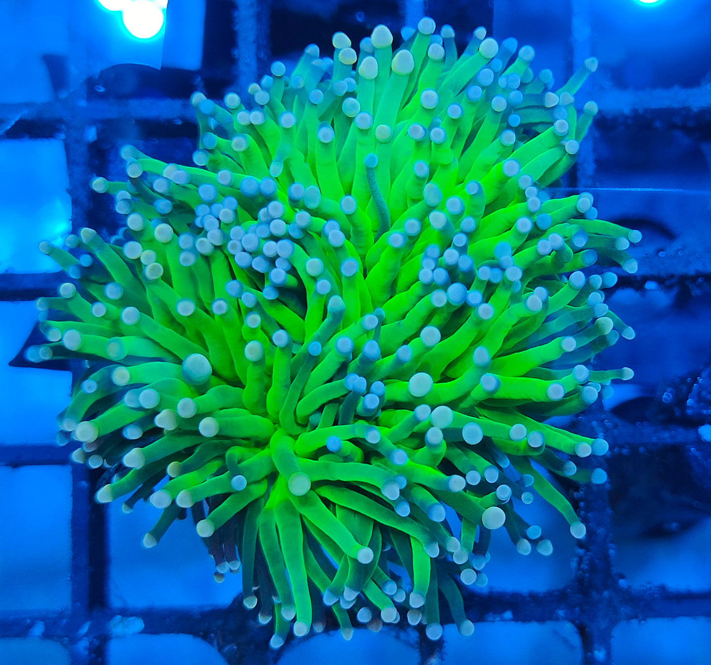 euphyllia glabrescens WYSIWYG E3