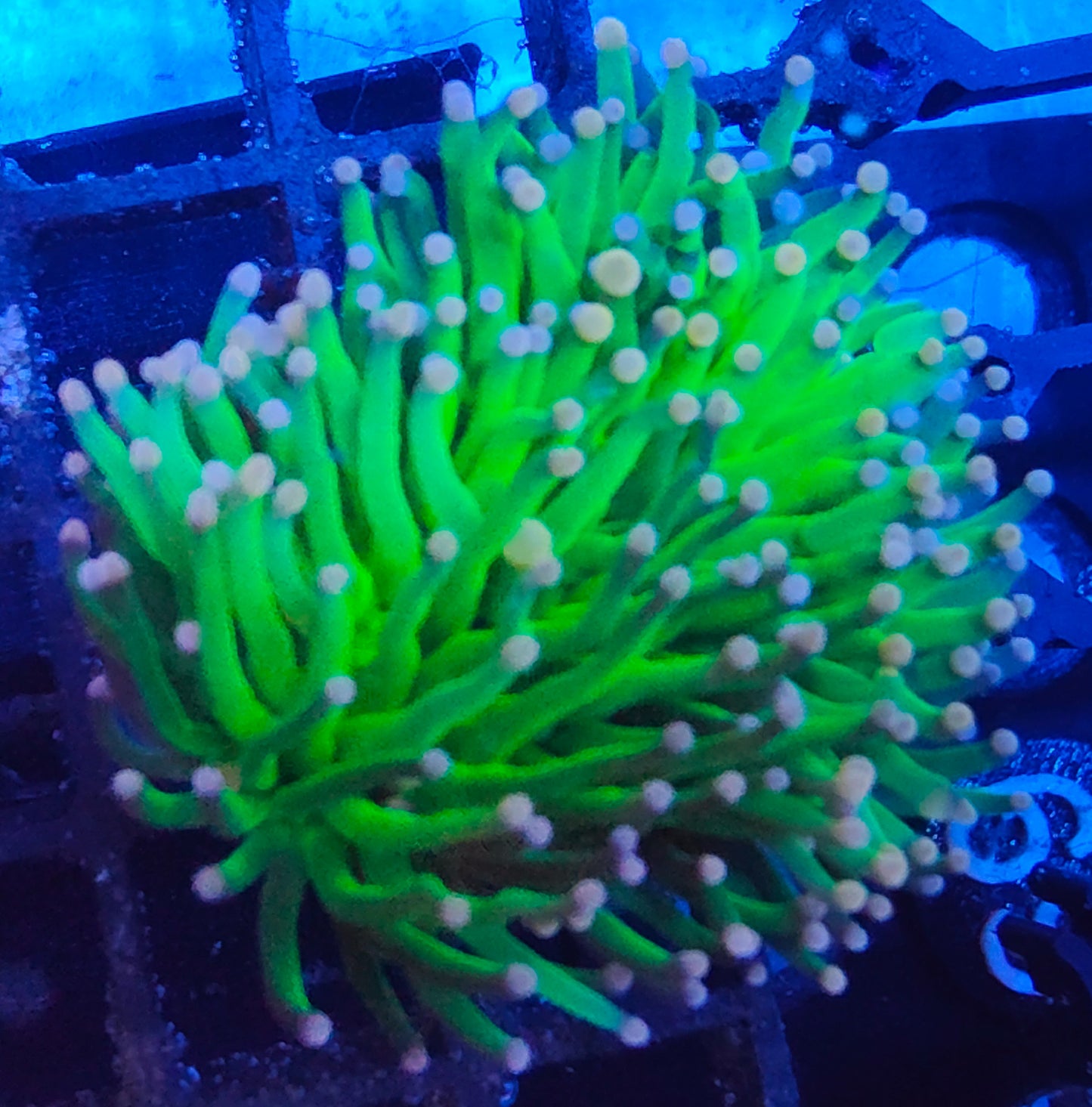 euphyllia glabrescens WYSIWYG E4