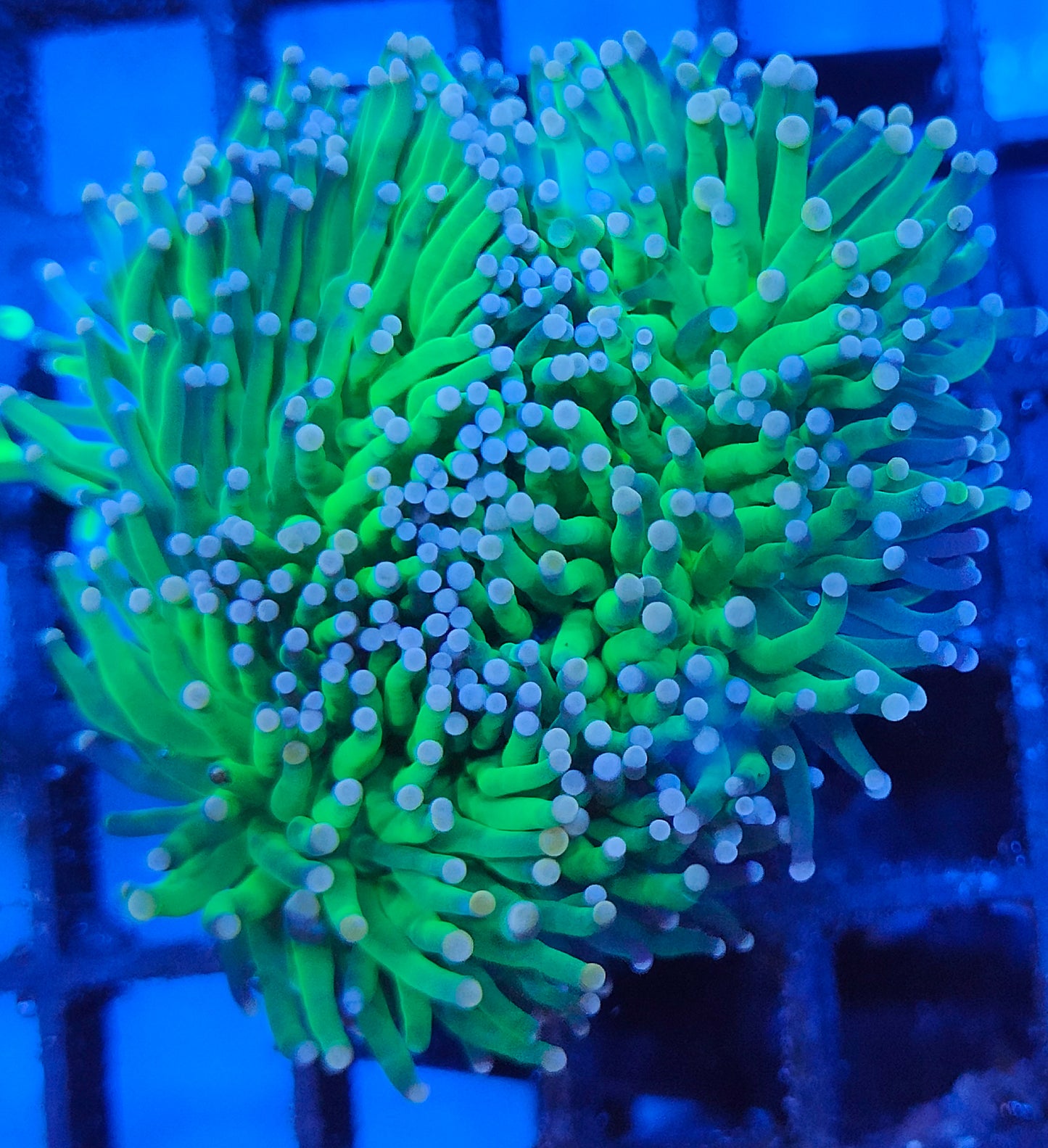 euphyllia glabrescens WYSIWYG E5