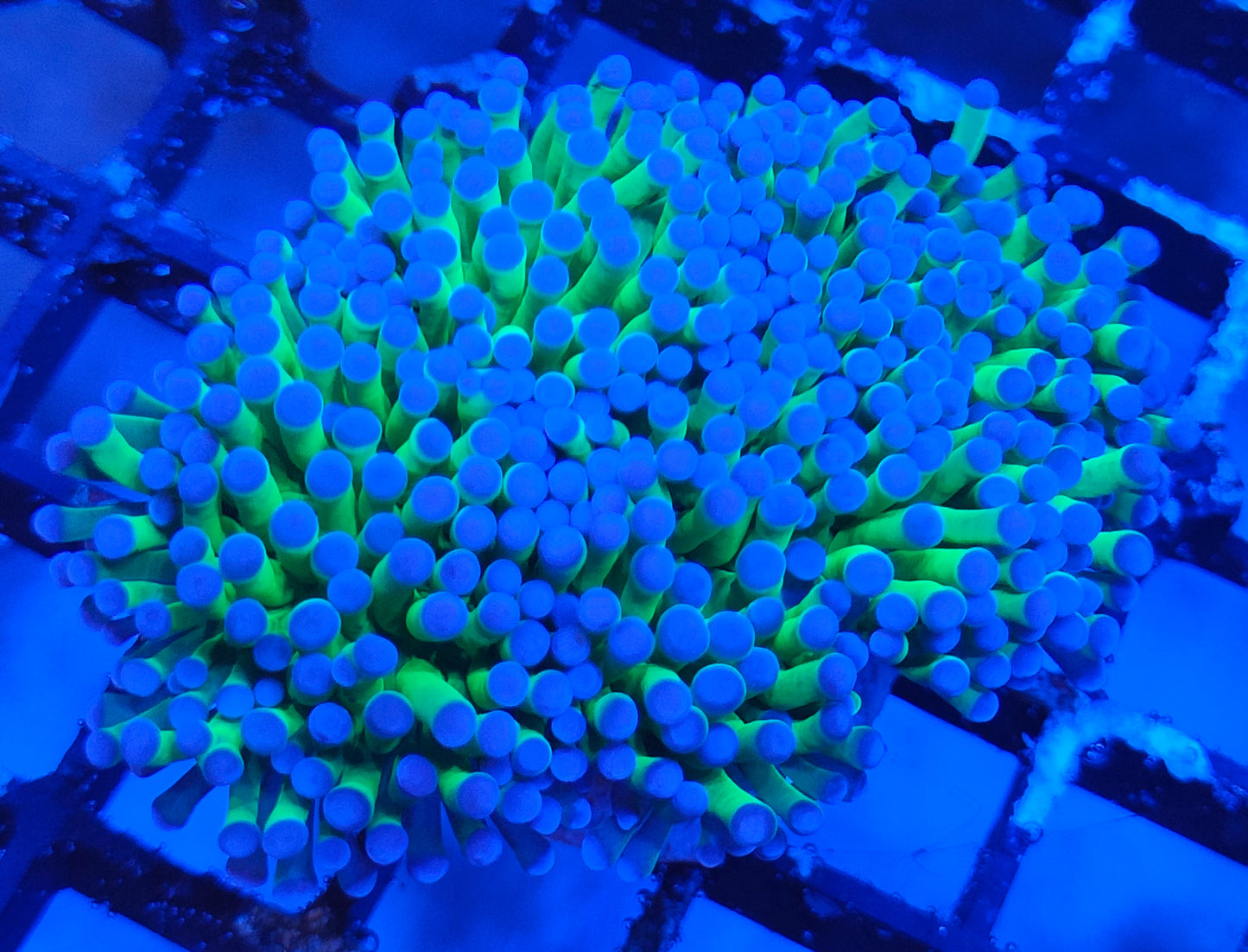 euphyllia glabrescens WYSIWYG E7