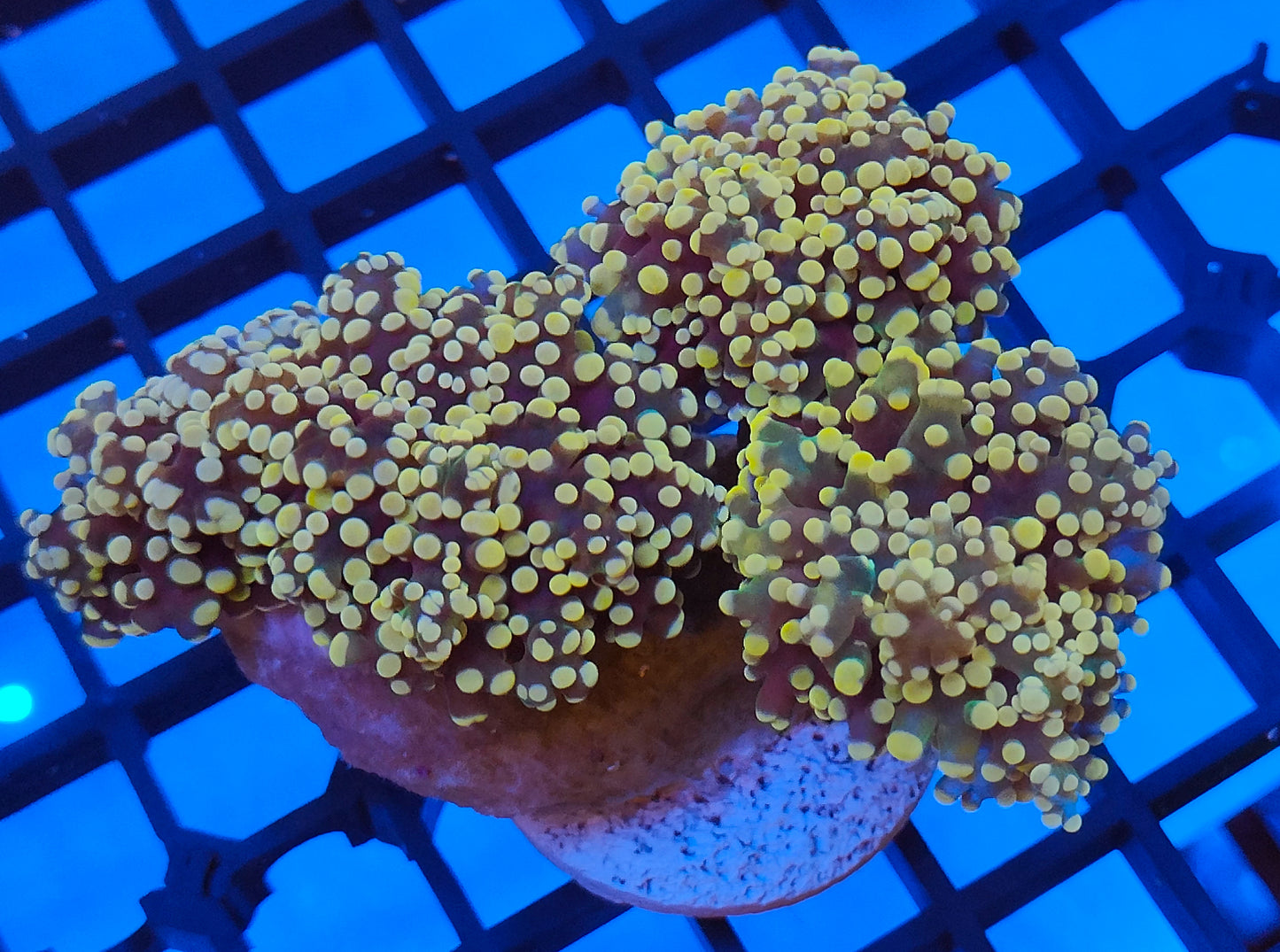 euphyllia yaeyamensis orange WYSIWYG E20