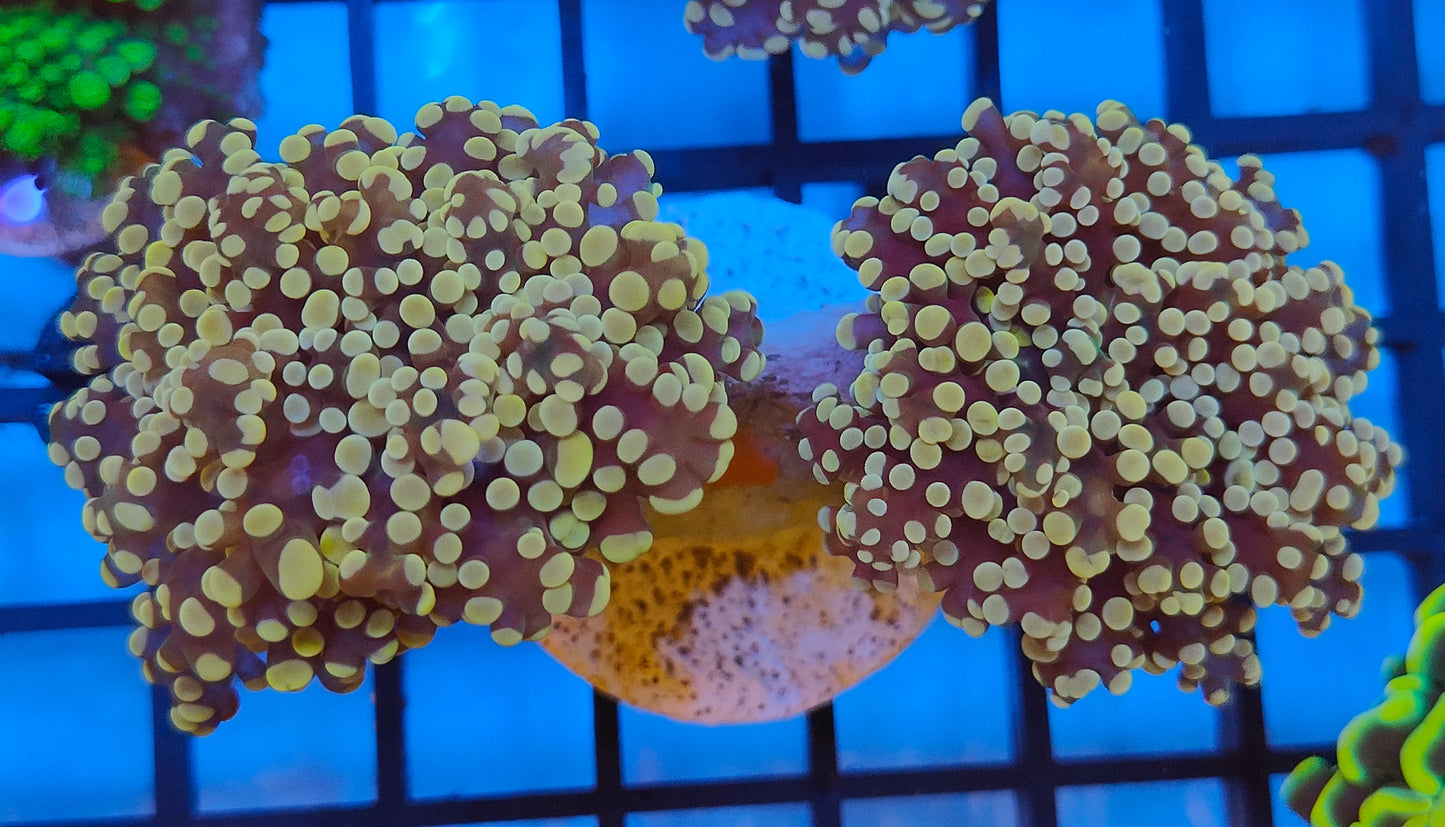 euphyllia yaeyamensis orange WYSIWYG E21