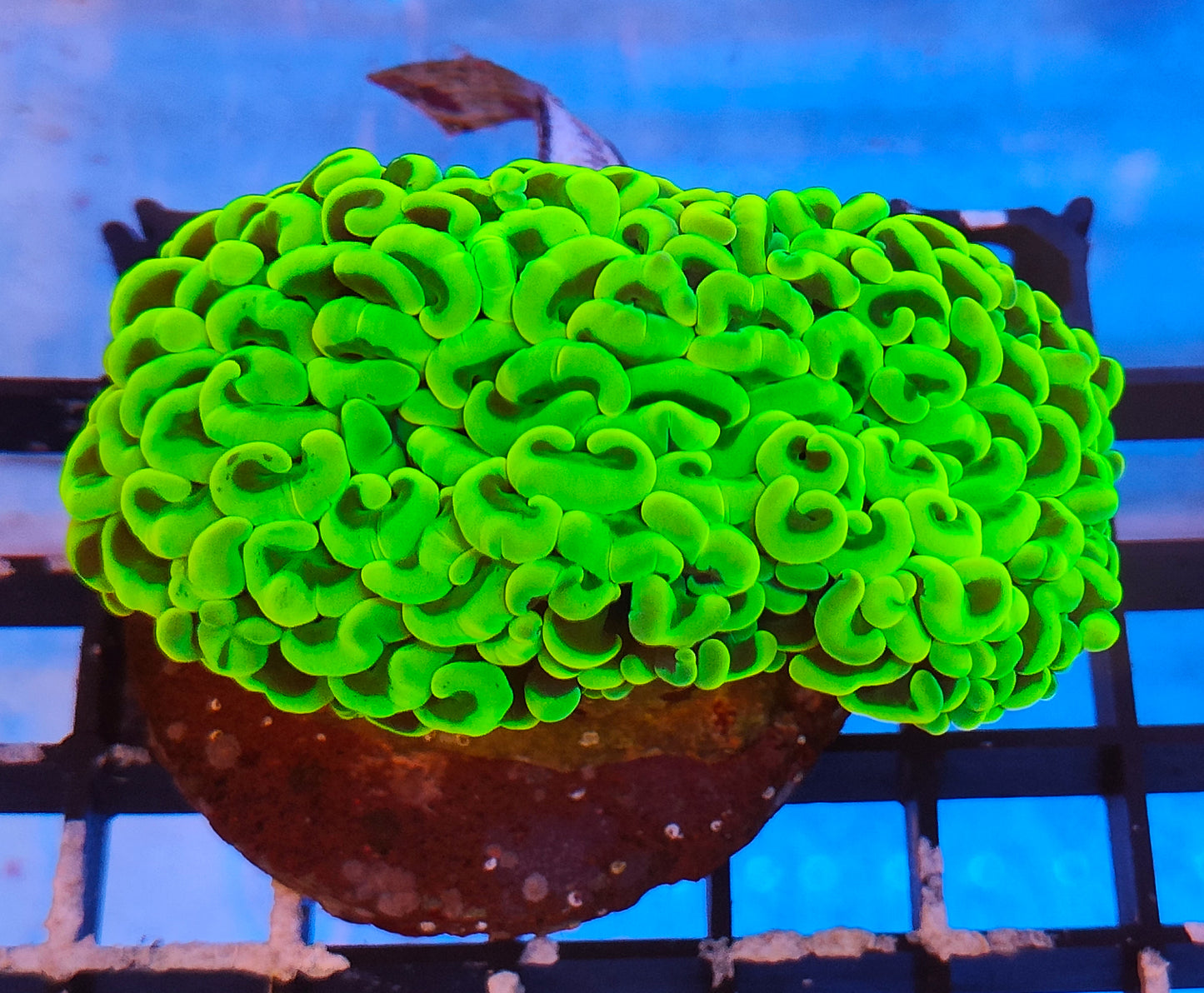 euphyllia ancora ultra WYSIWYG E23