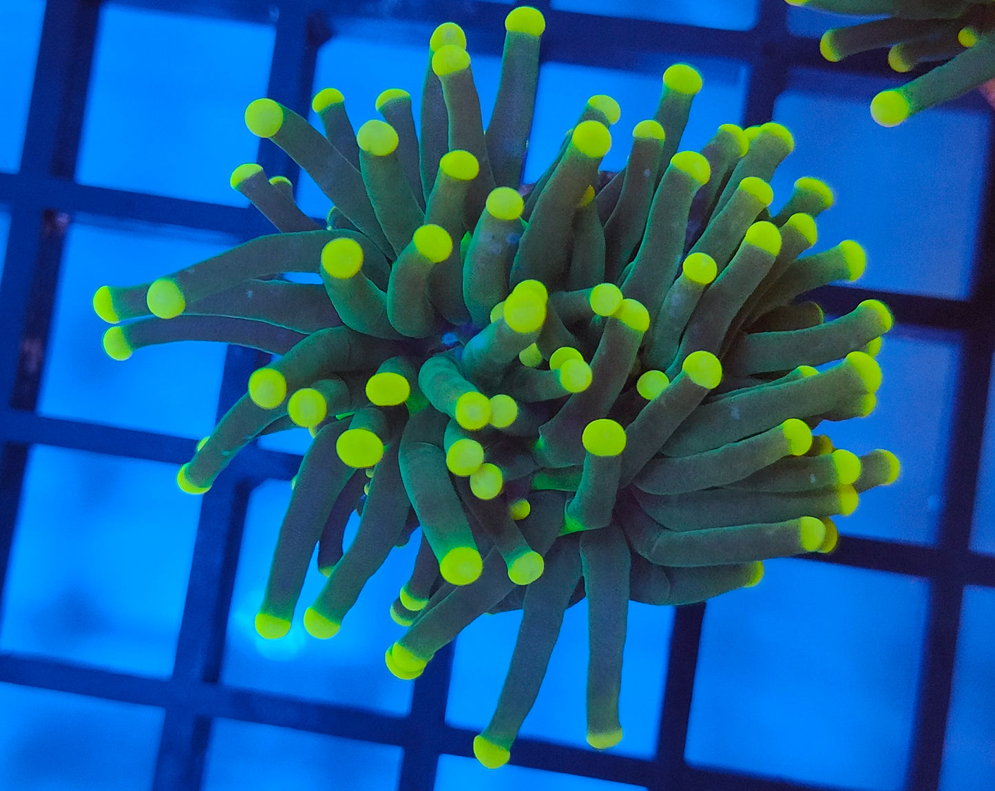 euphyllia glabrescens ultra WYSIWYG E24