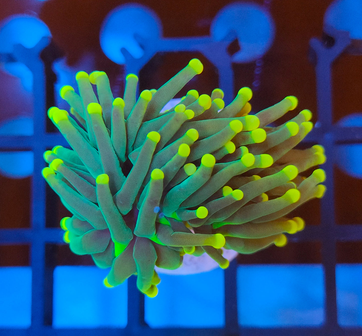 euphyllia glabrescens ultra WYSIWYG E25