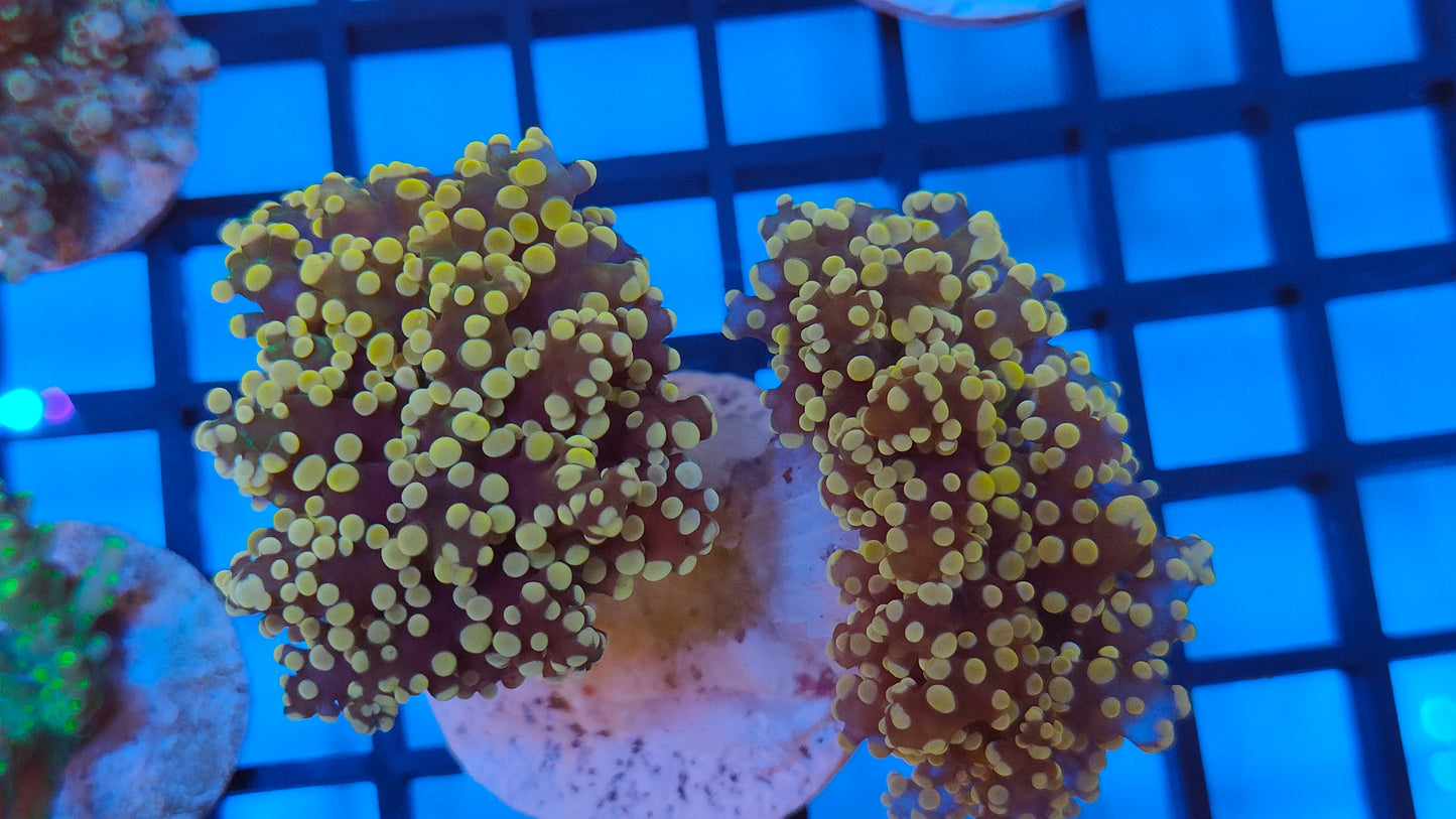 euphyllia yaeyamensis orange WYSIWYG E22