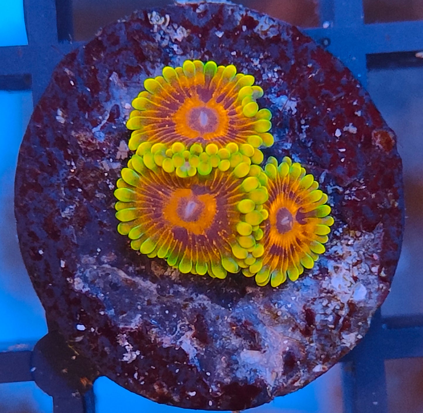 Zoanthus mindtricks WYSIWYG Z9