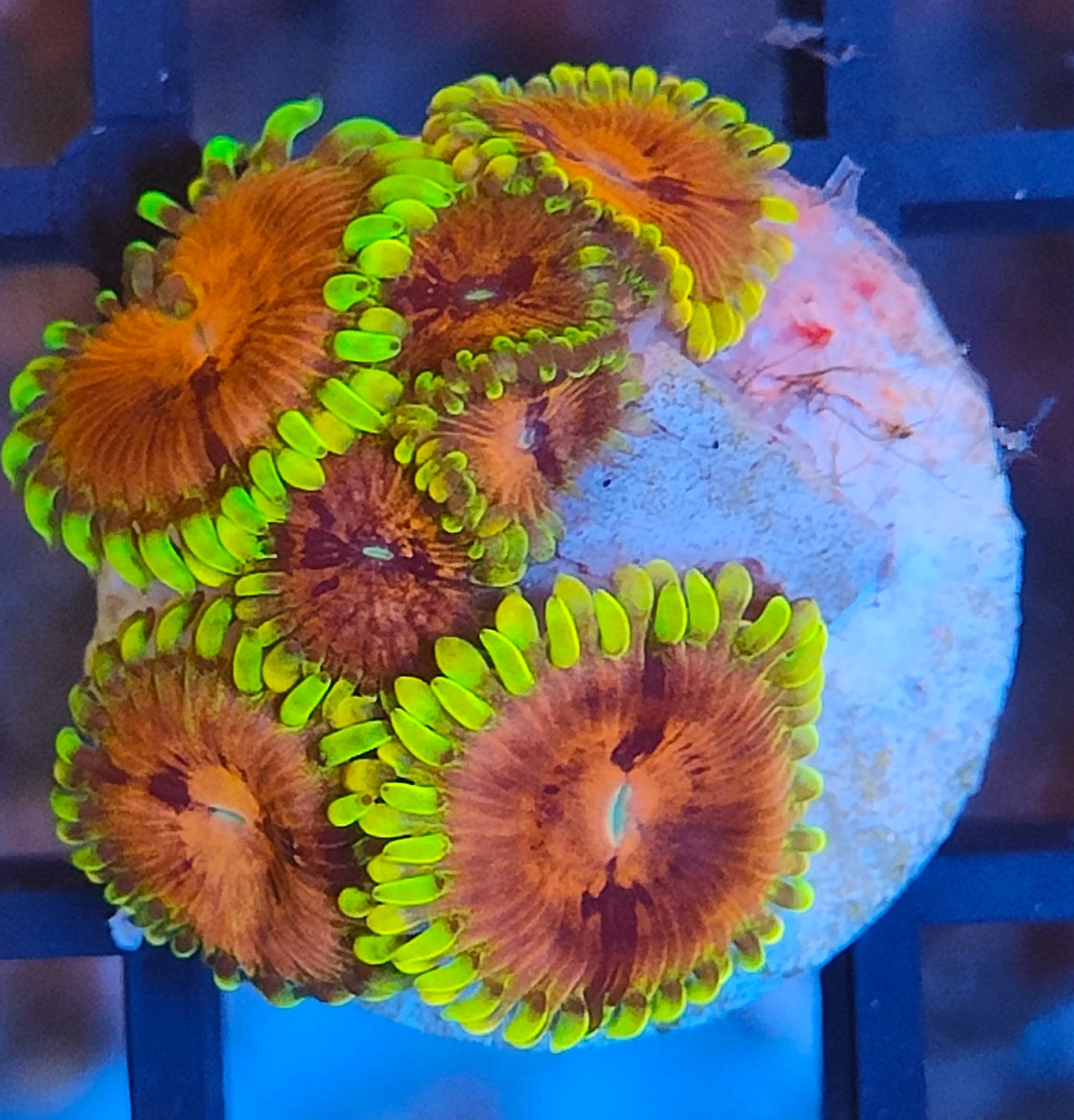 zoanthus fake chilli WYSIWYG Z11