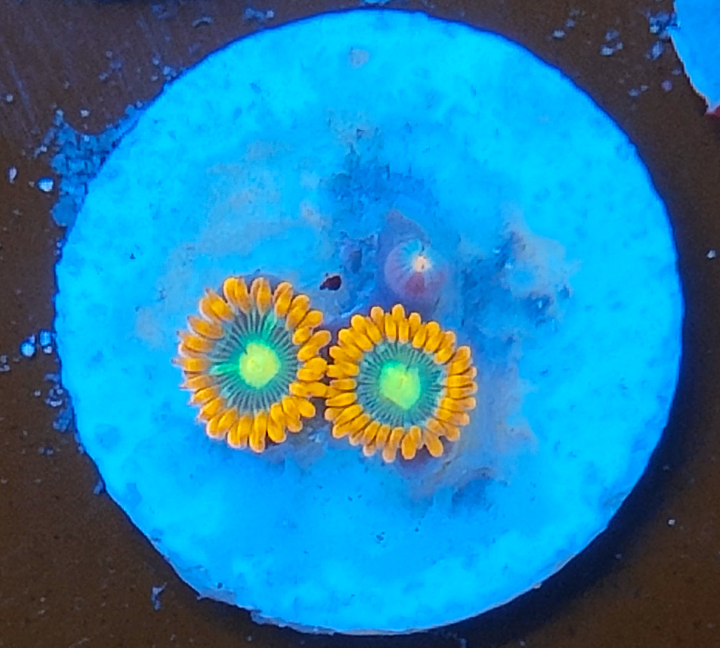 Zoanthus FIJI ultra WYSIWYG Z8