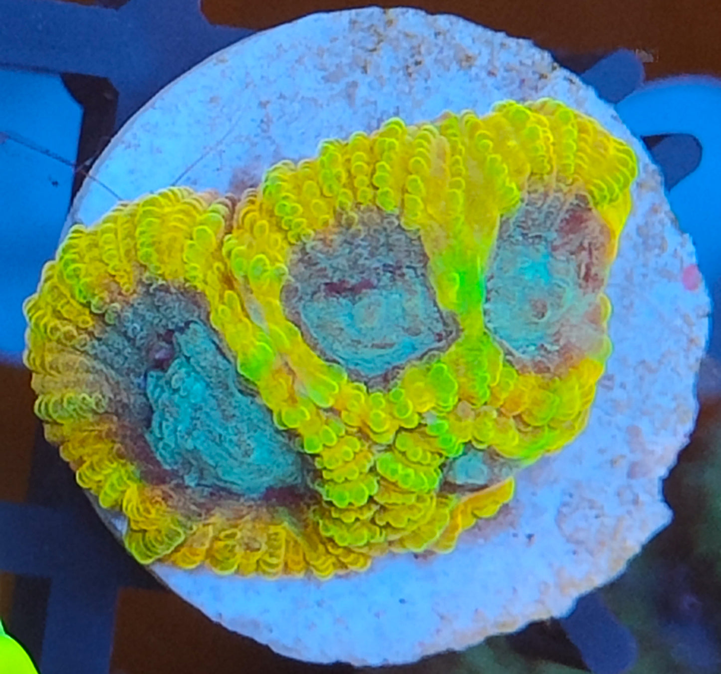 Favia of gods WYSIWYG F1