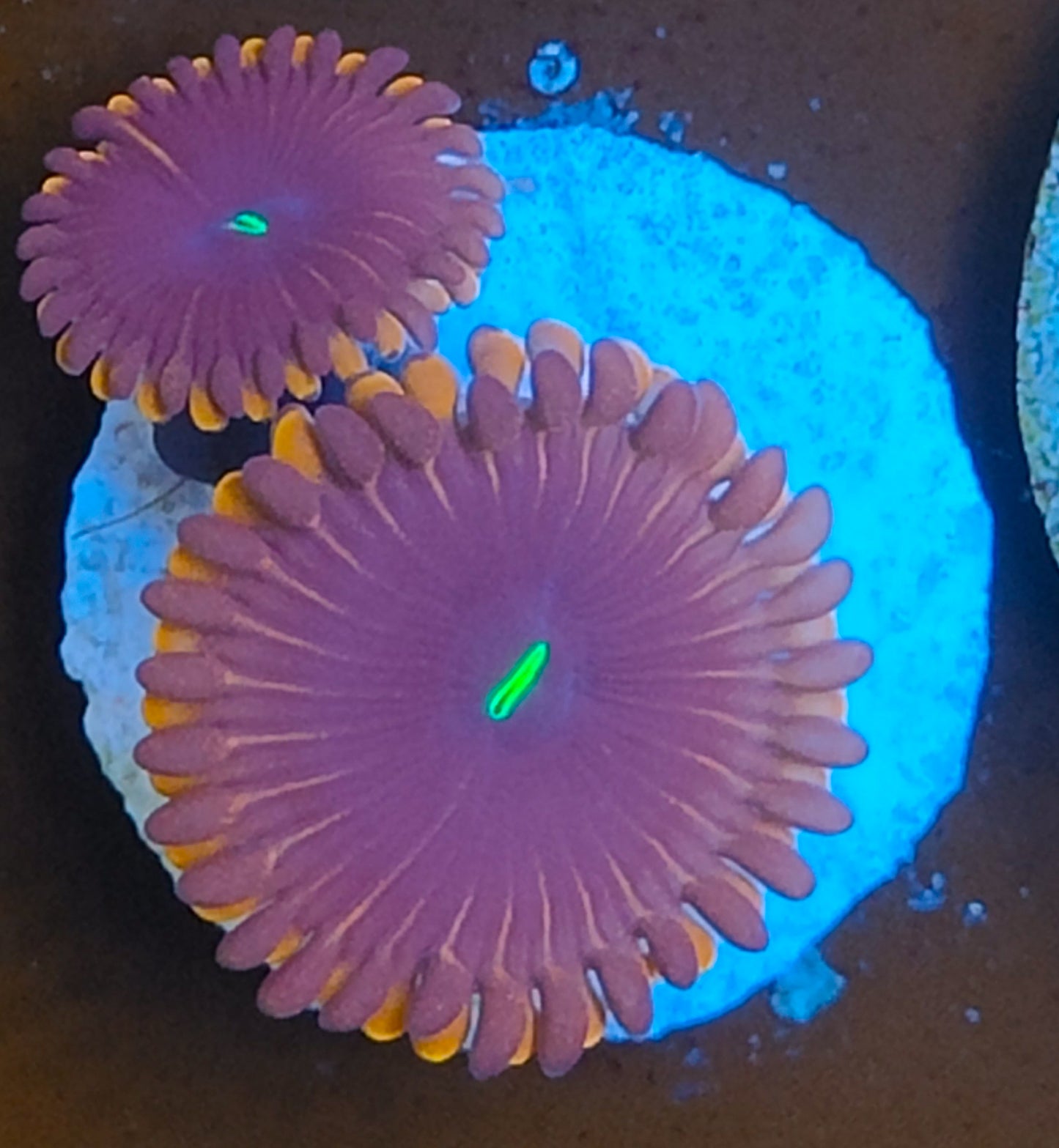 Zoanthus red people eater WYSIWYG N1