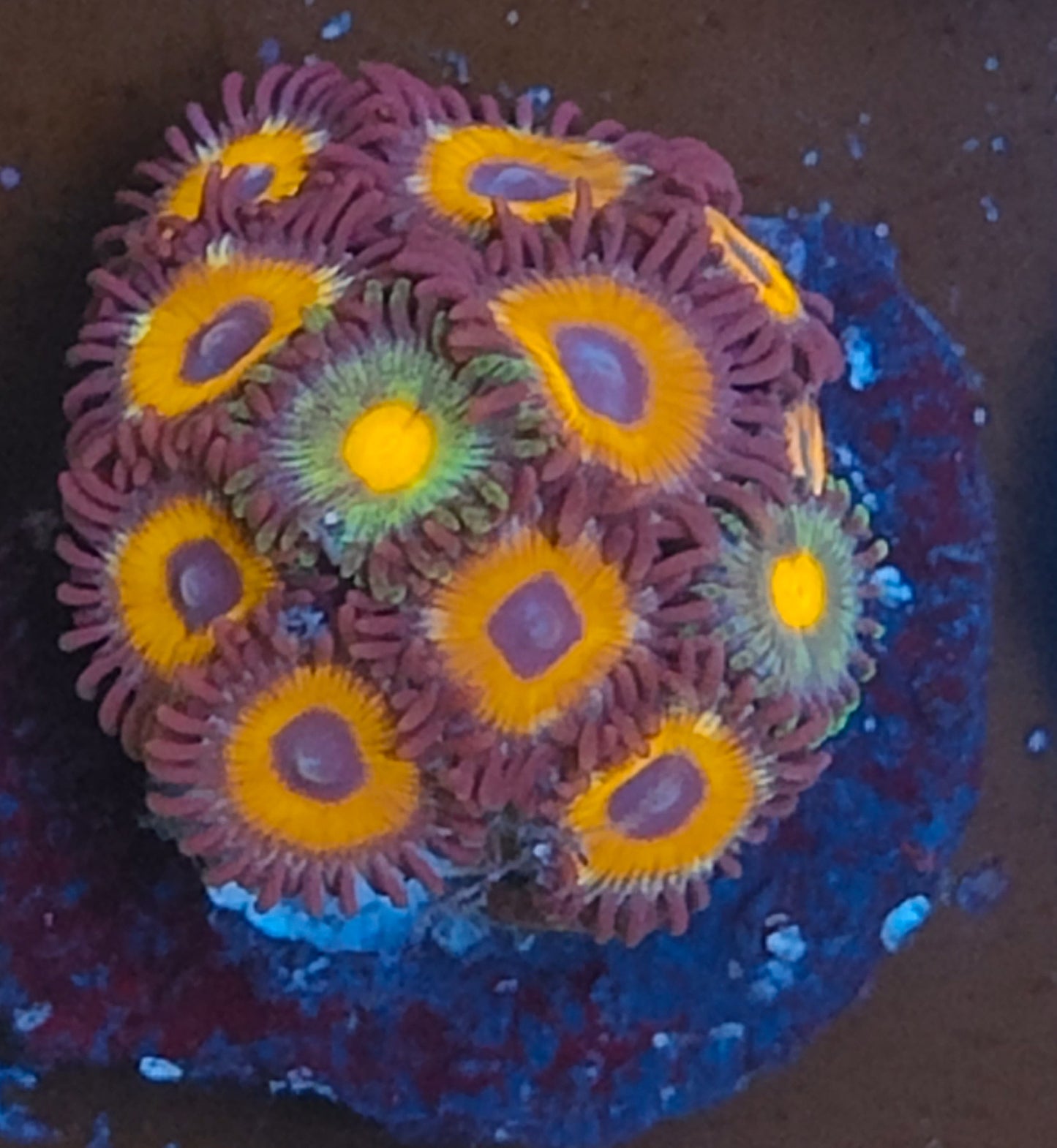 Zoanthus indo WYSIWYG N2