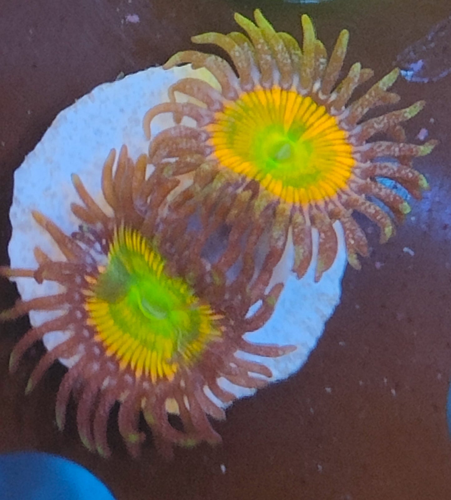 Zoanthus sunny delight WYSIWYG N3