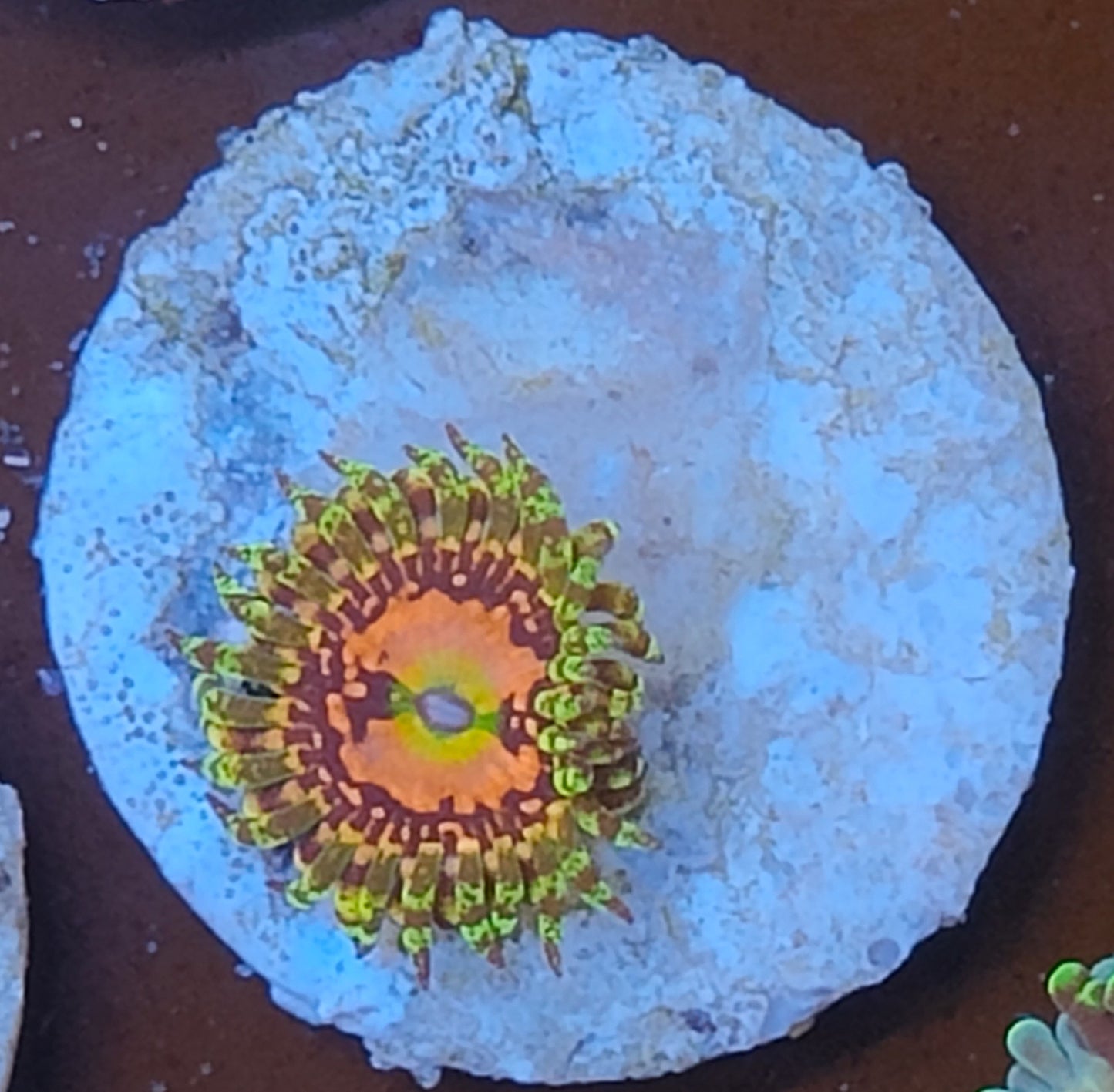 Zoanthus space chaos WYSIWYG N4