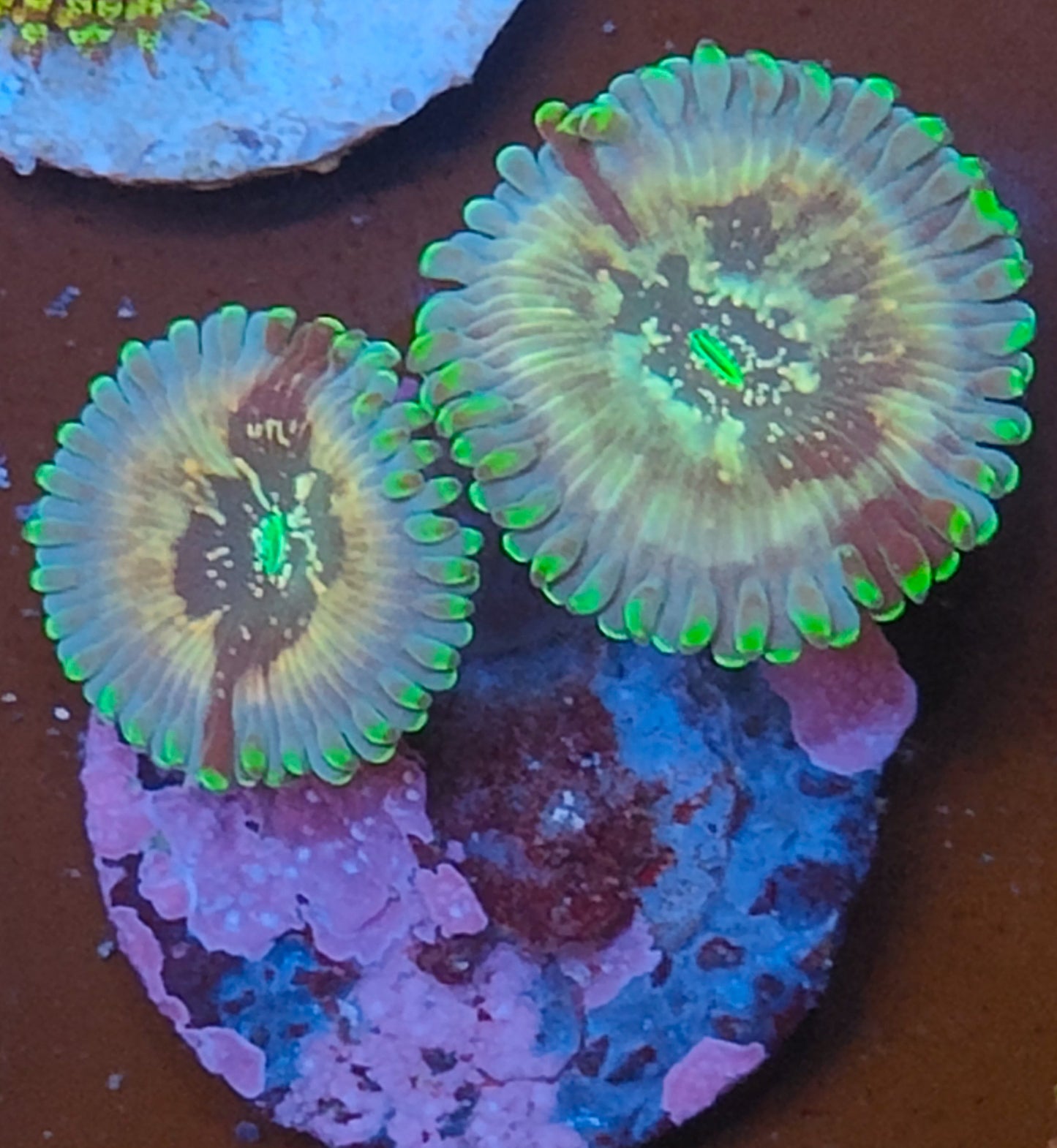 Zoanthus haiwaian people eater WYSIWYG N5