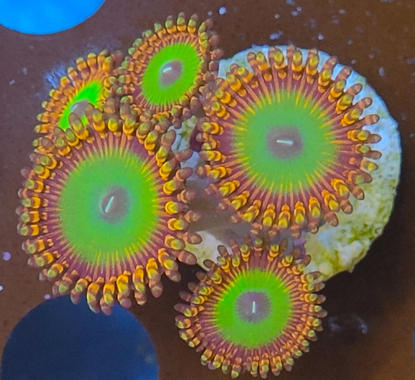 Zoanthus bowser WYSIWYG N6