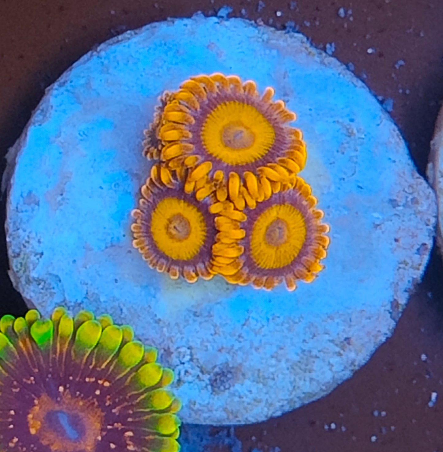 Zoanthus orange oxyde WYSIWYG N7