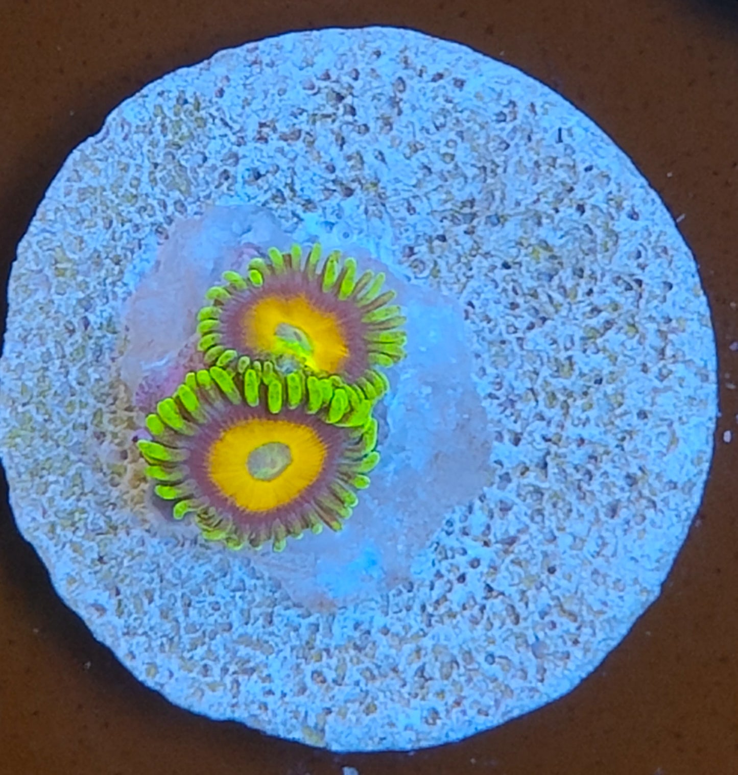 Zoanthus scrambled eggs WYSIWYG N8