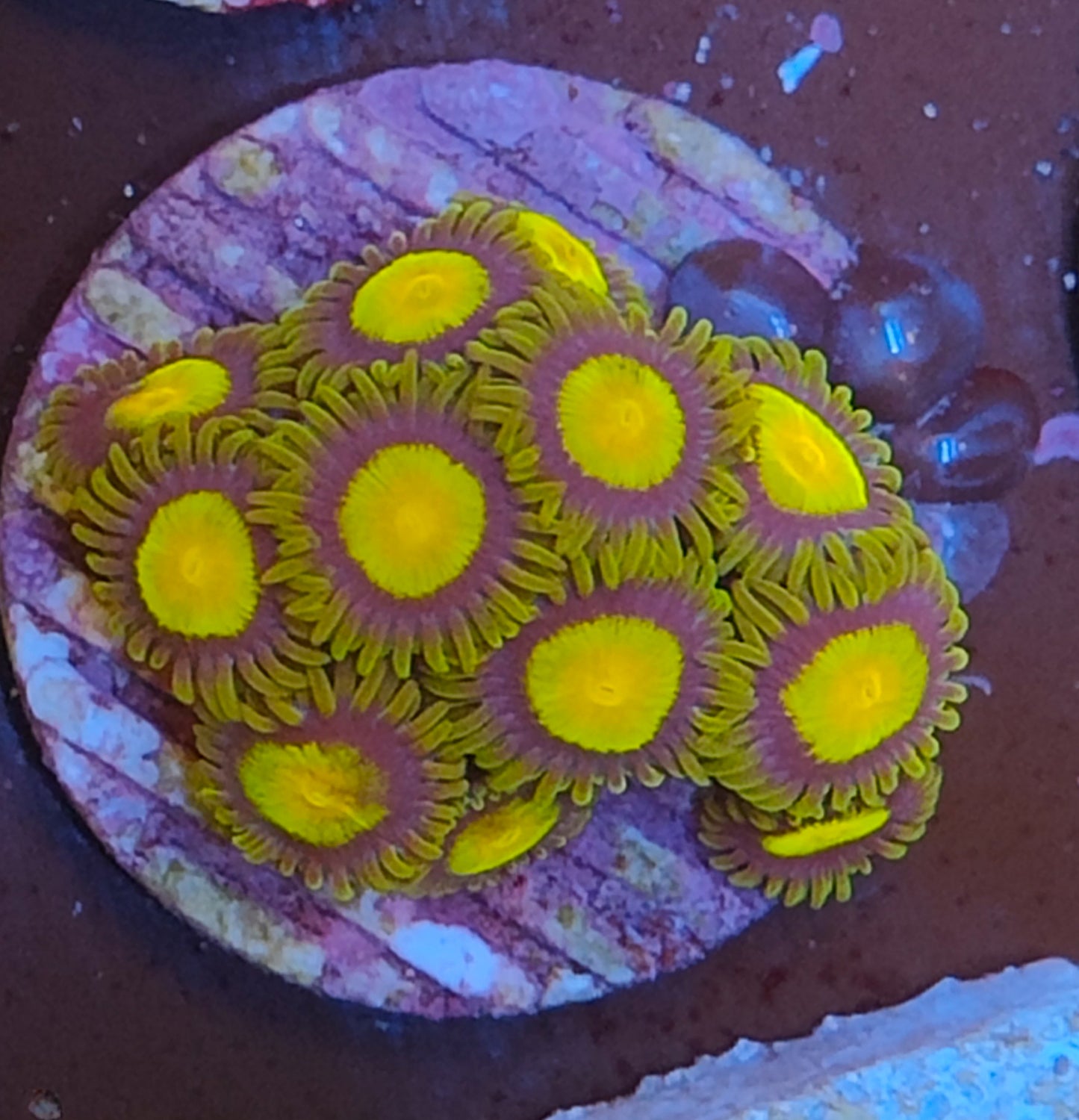 Zoanthus tutti frutti WYSIWYG N9