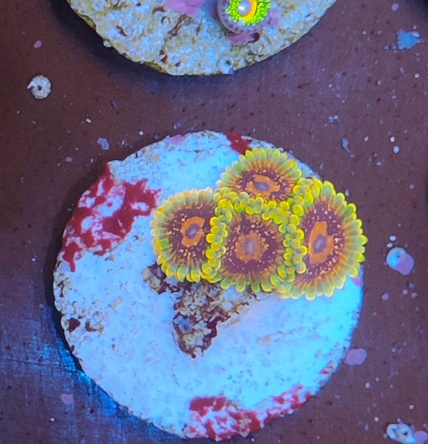 Zoanthus mindtricks WYSIWYG N10