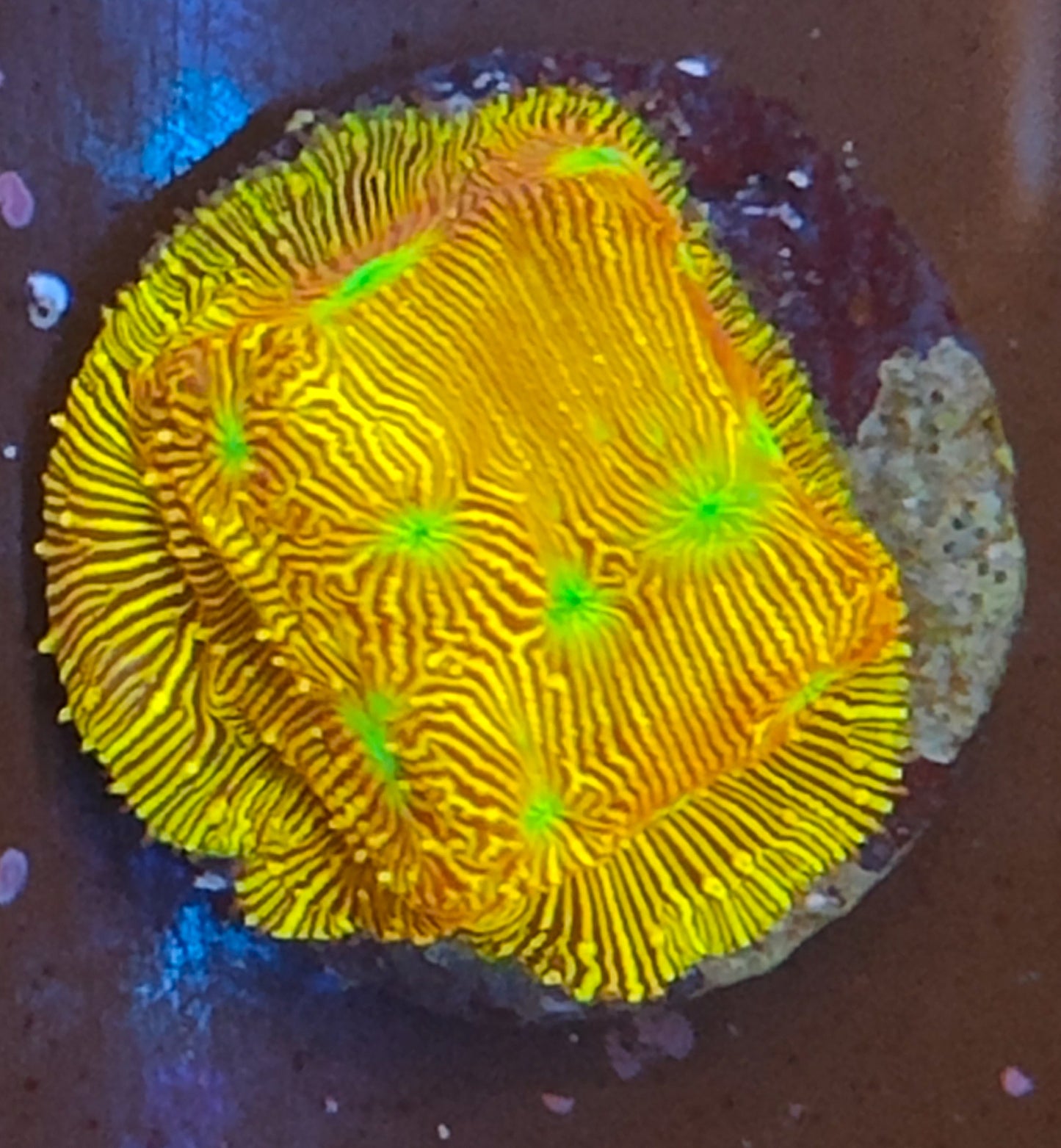 leptastrea jack o lantern WYSIWYG N11