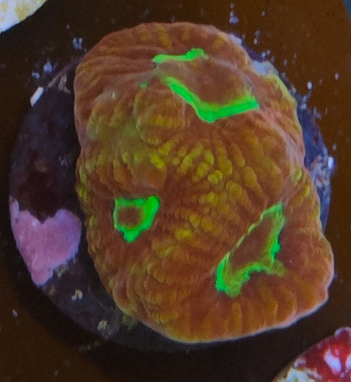 favia ufo WYSIWYG N18