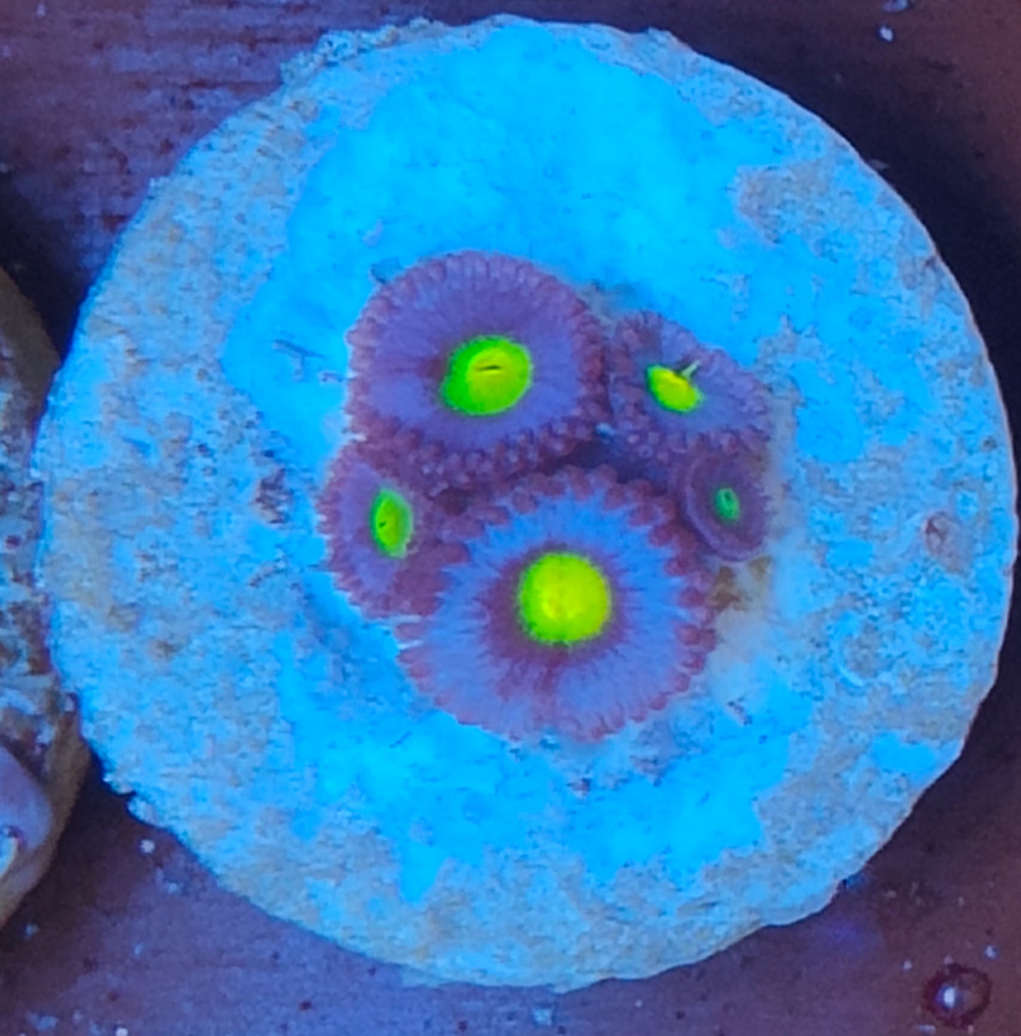 zoanthus aoi WYSIWYG N14