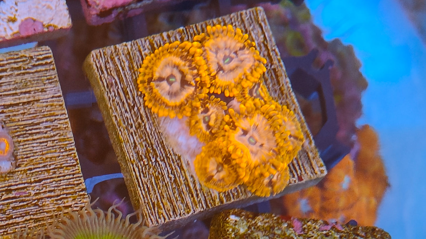 zoanthus uter chaos WYSIWYG N16