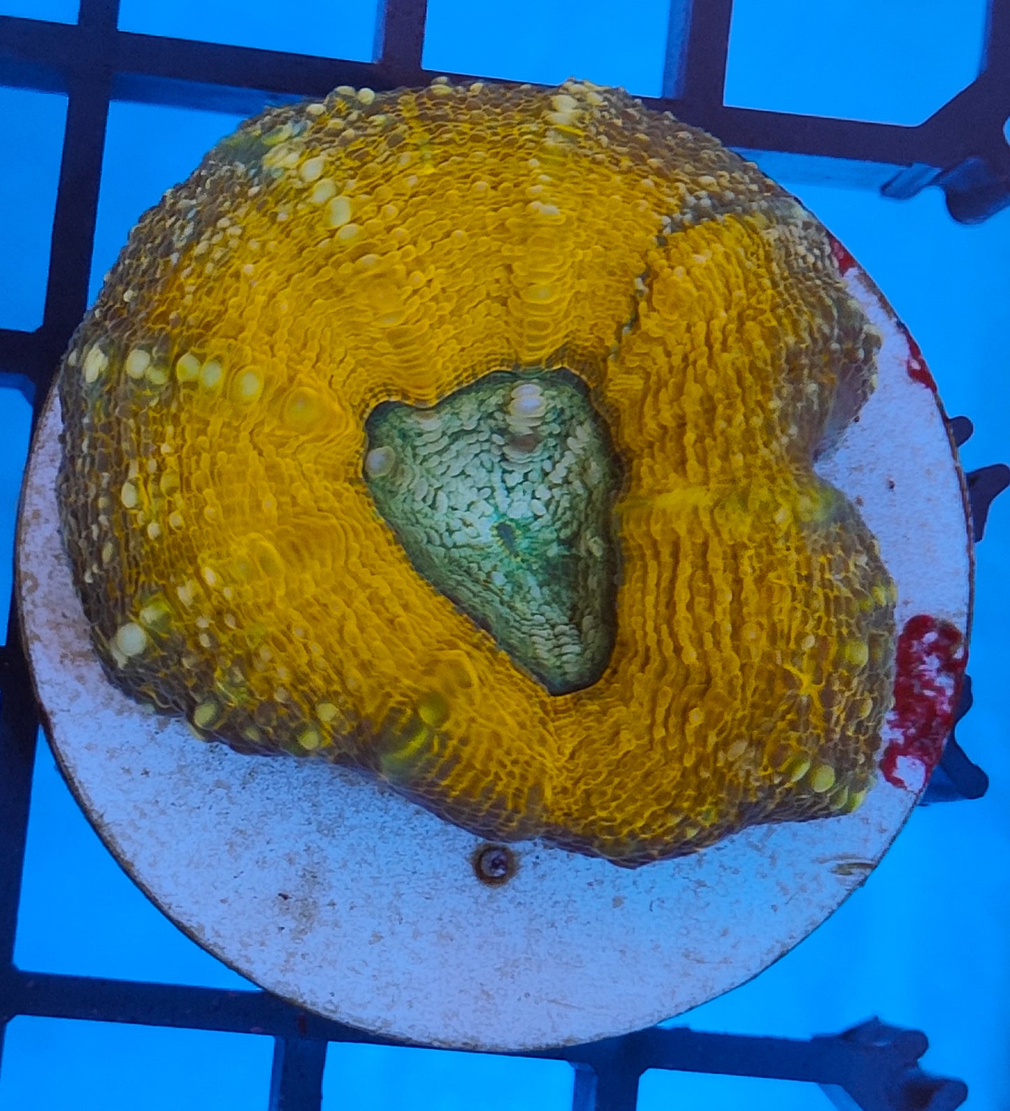 lobophyllia ultra WYSIWYG N19