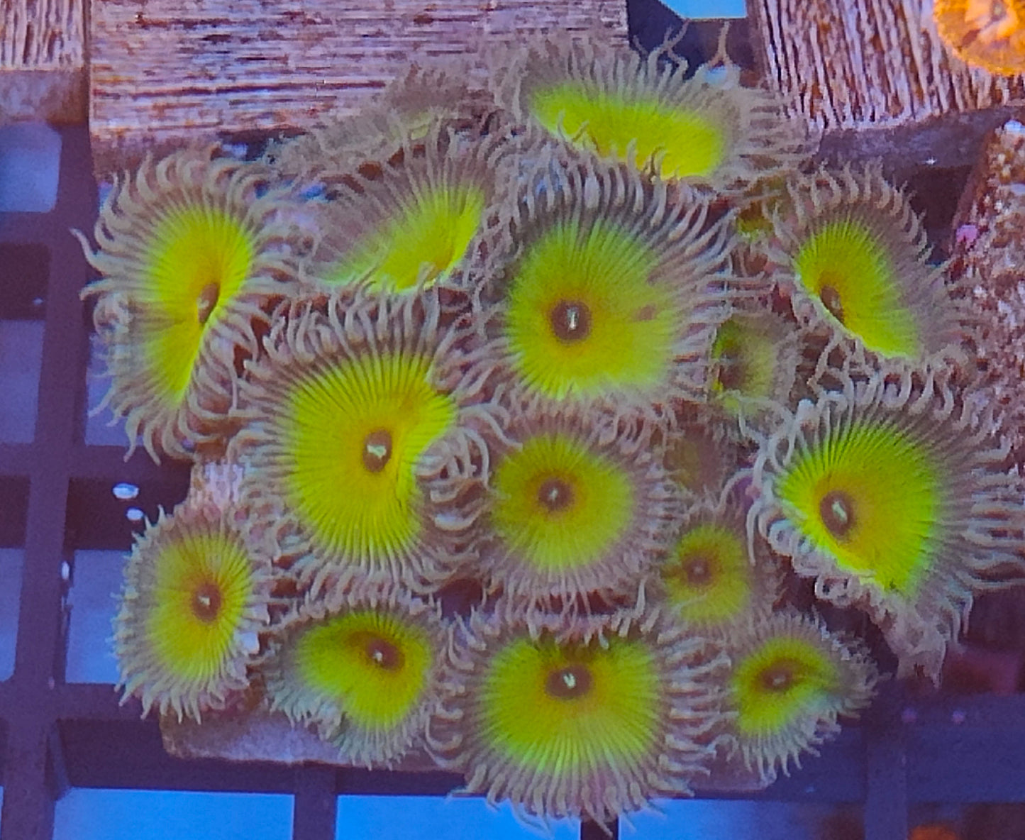 Palythoa nuclear green WYSIWYG N17