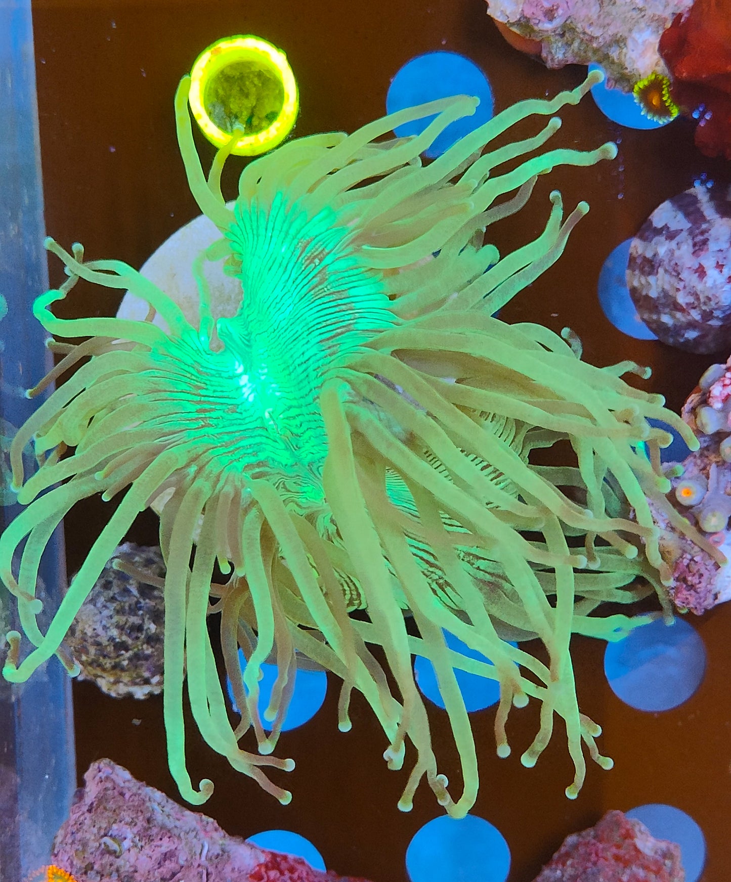 Catalaphyllia ultra WYSIWYG N20